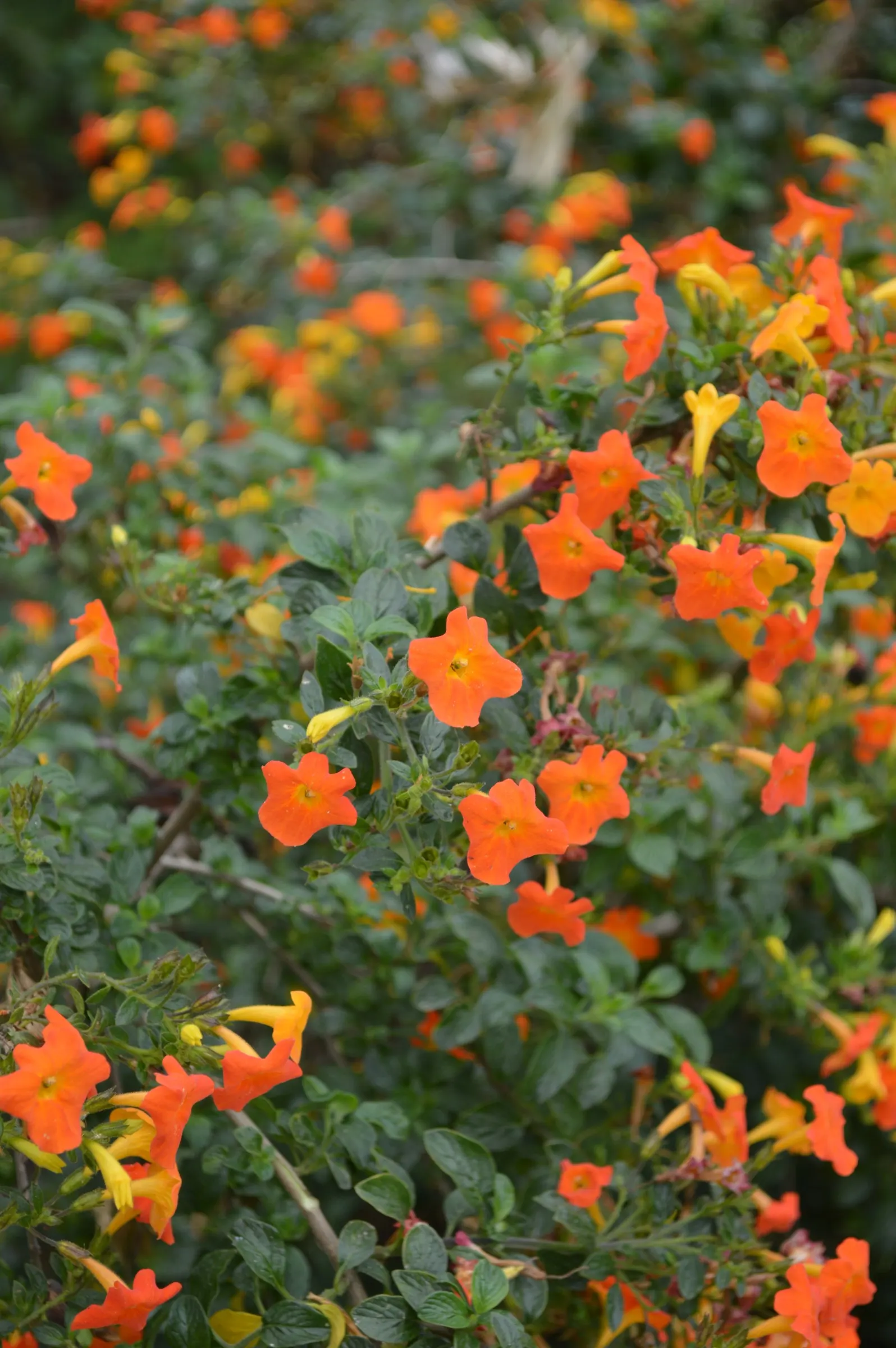 Marmalade Bush, Firebush (Streptosolen Jamesonii) — which peak in spring and summer