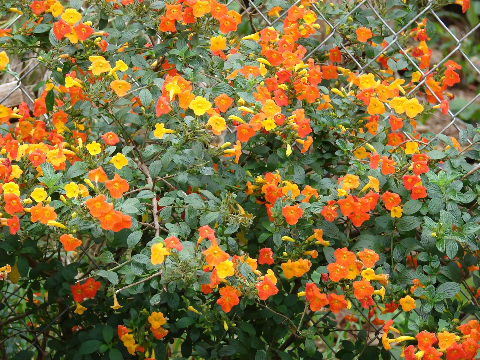 Marmalade Bush, Firebush (Streptosolen Jamesonii) — orange-yellow tubular blooms; it should be placed in a location where it can receive full sun, image 46