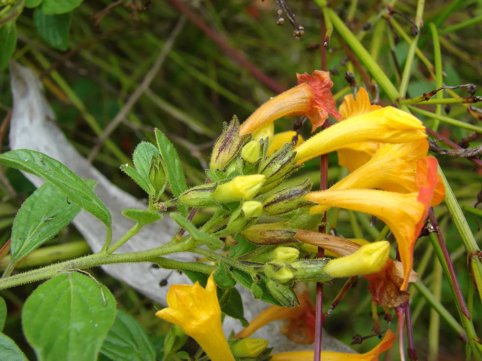 Marmalade Bush, Firebush (Streptosolen Jamesonii) — orange-yellow tubular blooms; it should be placed in a location where it can receive full sun to partial