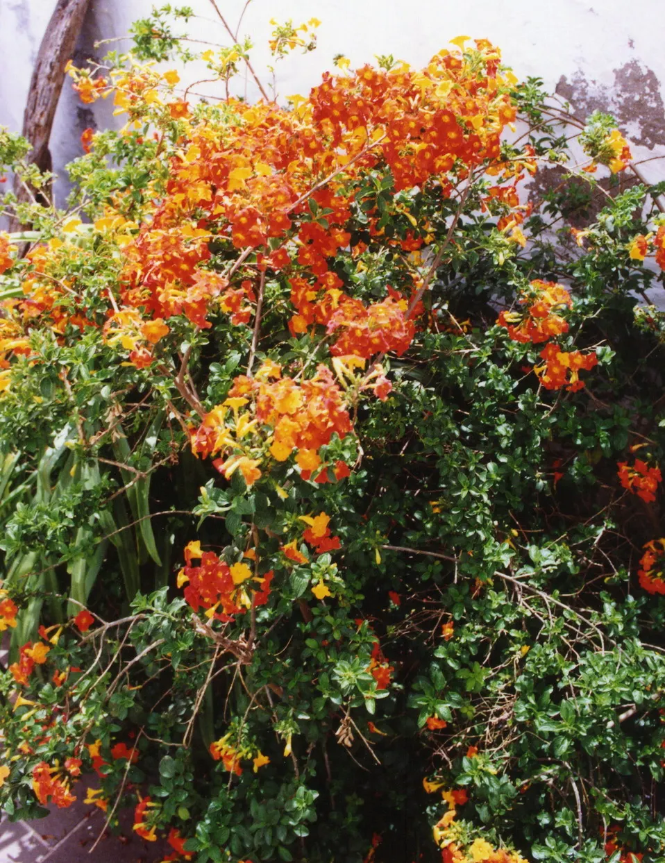 Marmalade Bush, Firebush (Streptosolen Jamesonii) — commonly known as the Marmalade Bush or Firebush; orange-yellow tubular blooms