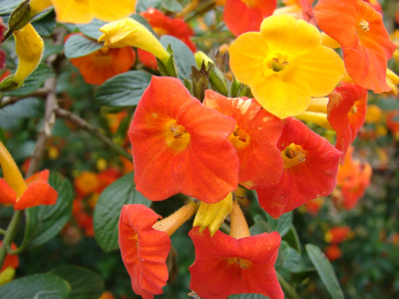 Marmalade Bush, Firebush (Streptosolen Jamesonii) — It is suited to USDA Hardiness Zones 9 to 11