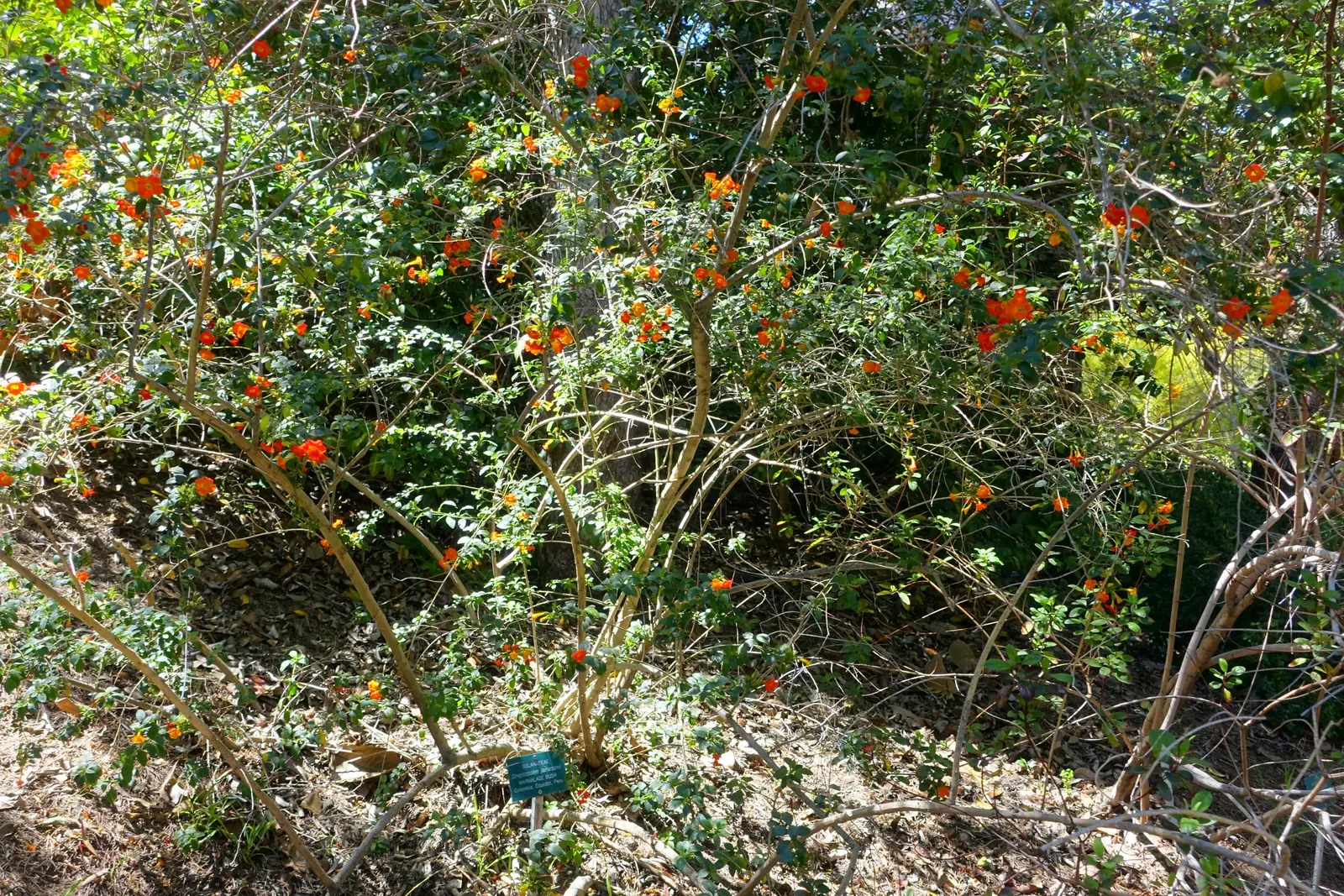Marmalade Bush, Firebush (Streptosolen Jamesonii) — The vivid orange blooms progressively darken to a deep orange or almost red hue with age