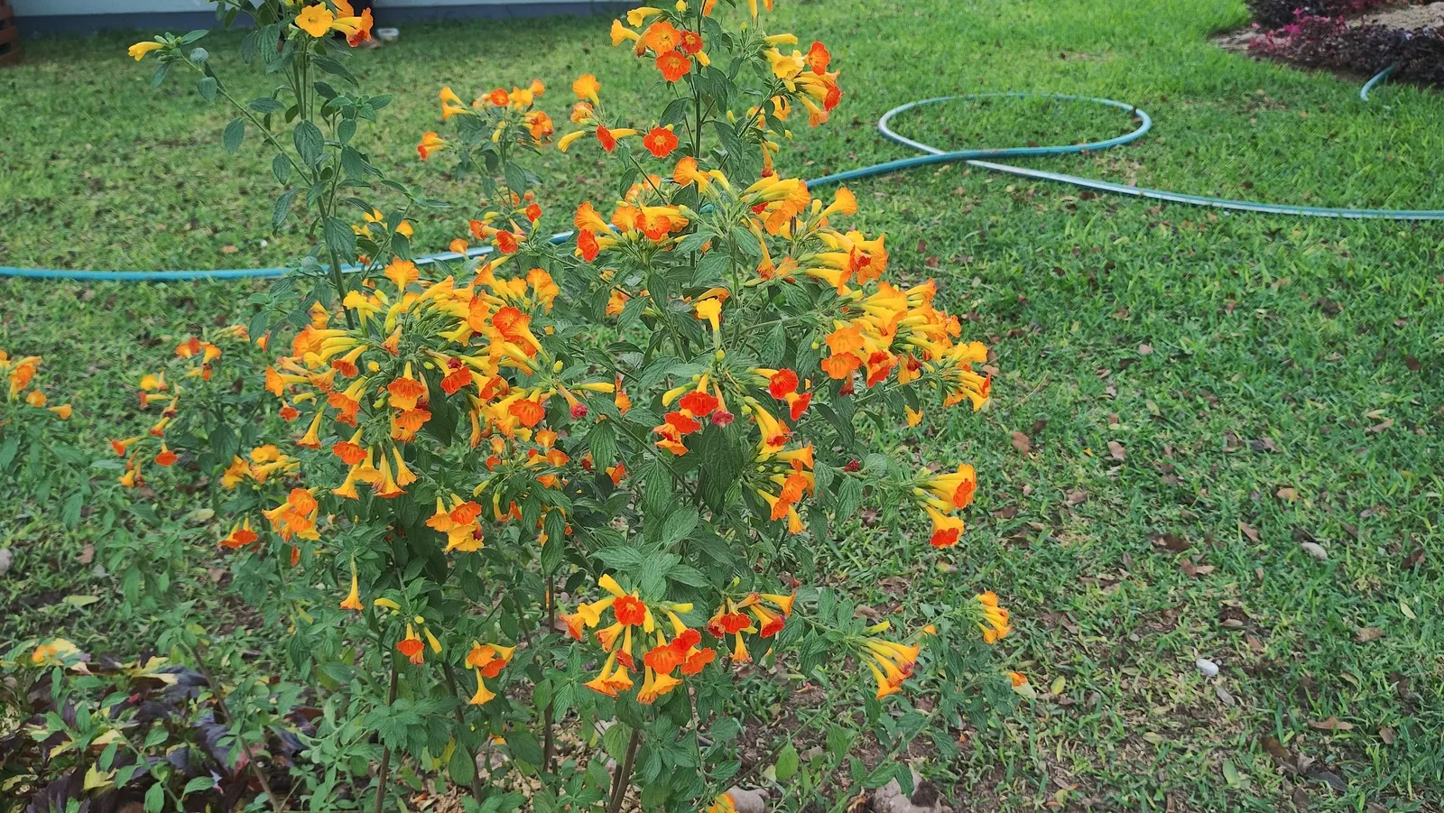 Marmalade Bush, Firebush (Streptosolen Jamesonii) — shrub / vine for full or half