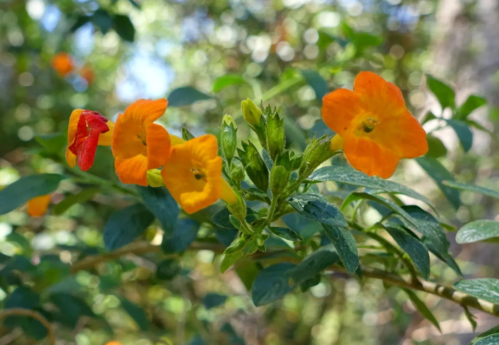 Marmalade Bush, Firebush (Streptosolen Jamesonii) — This feature can create an eye-catching focal point in the garden.<br><br>For successful cultivation