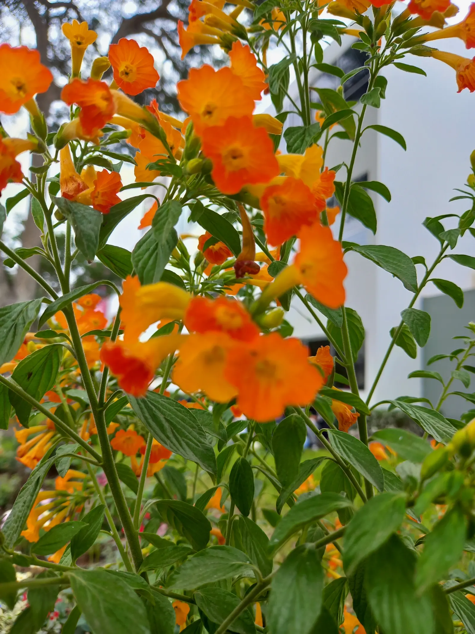 Marmalade Bush, Firebush (Streptosolen Jamesonii) — Ideal for zones 9-11, it reaches up to 5 feet in height and spread, and thrives in full sun to partial