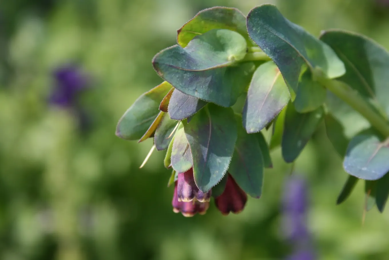 Honeywort, Shrimp Plant (Cerinthe Major) — that can lend an exotic touch to any landscape design; honeywort is drought-tolerant, thrives in full sun to part