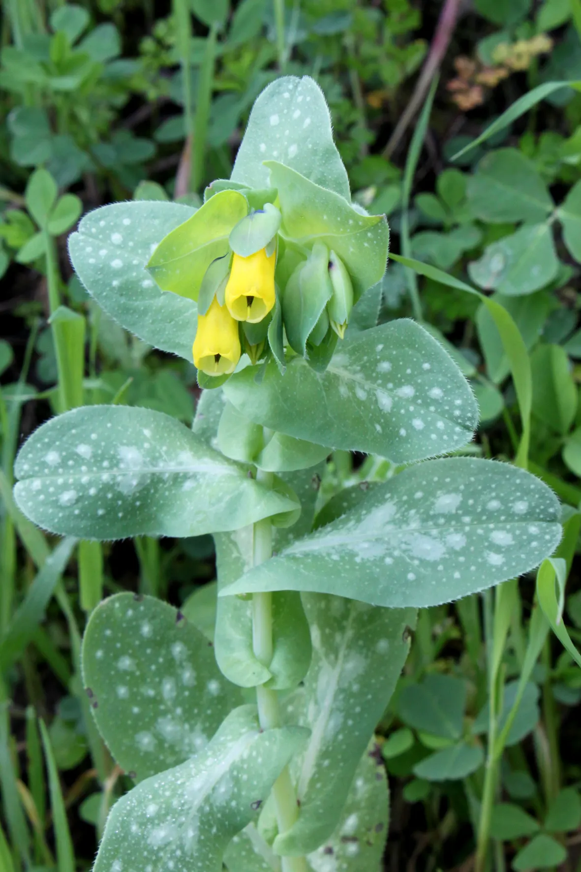 Honeywort, Shrimp Plant (Cerinthe Major) — Its nectar-rich blooms attract pollinators, adding dynamic life to garden settings; annual for full or, image 54