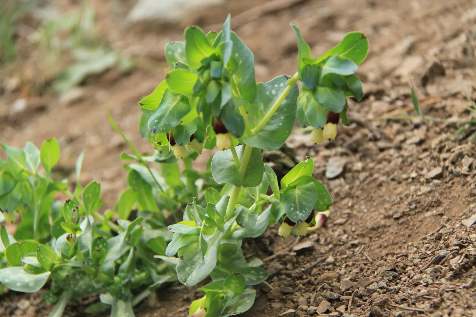 Honeywort, Shrimp Plant (Cerinthe Major) — are a metallic blue or purplish color with a tinge of yellow around the edges