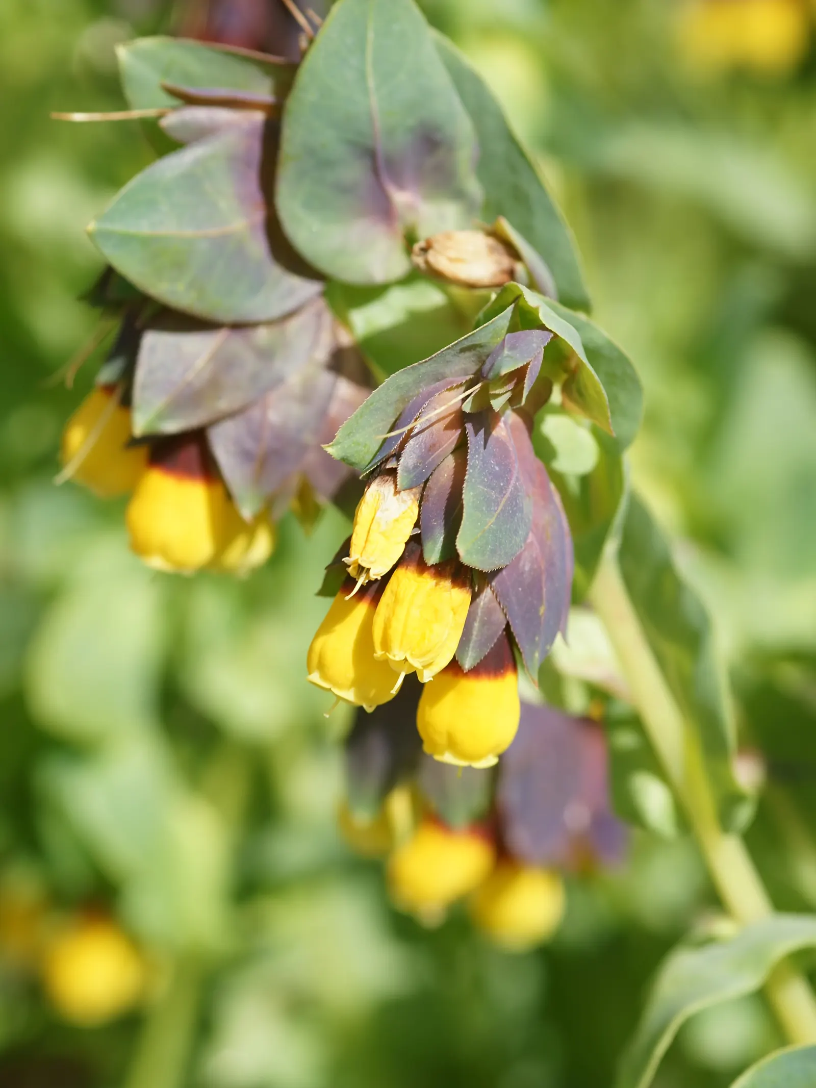 Honeywort, Shrimp Plant (Cerinthe Major) — Ideal for borders and containers, it adds a touch of Mediterranean charm to any landscape design