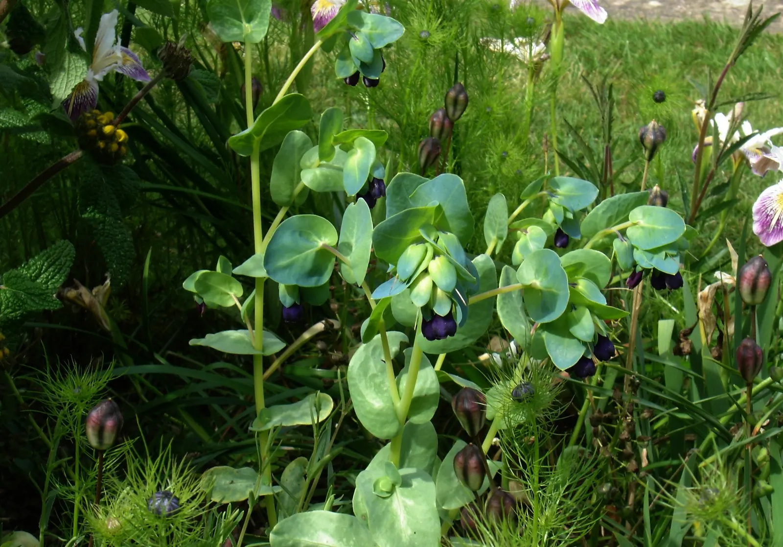 Honeywort, Shrimp Plant (Cerinthe Major) — Its nectar-rich blooms attract pollinators, adding dynamic life to garden settings; annual for full or half