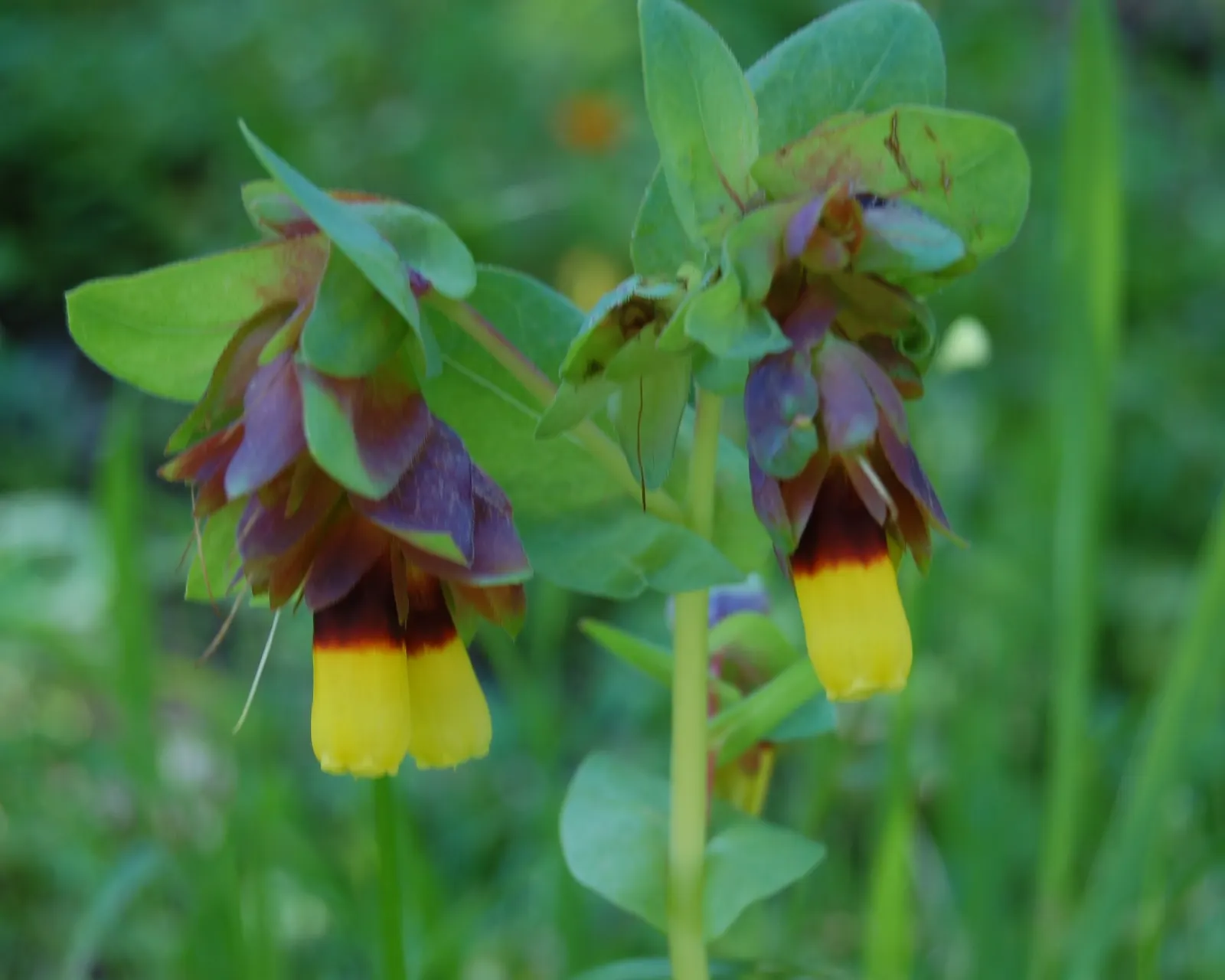 Honeywort, Shrimp Plant (Cerinthe Major) — Cerinthe major, or Honeywort, is a captivating annual reaching 18-24 inches tall; its nectar-rich blooms, image 51