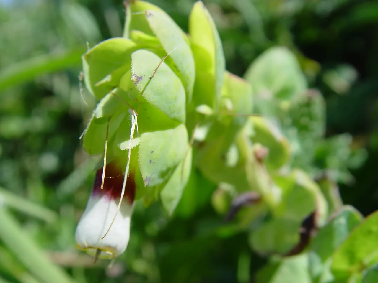 Honeywort, Shrimp Plant (Cerinthe Major) — Originating from the Mediterranean