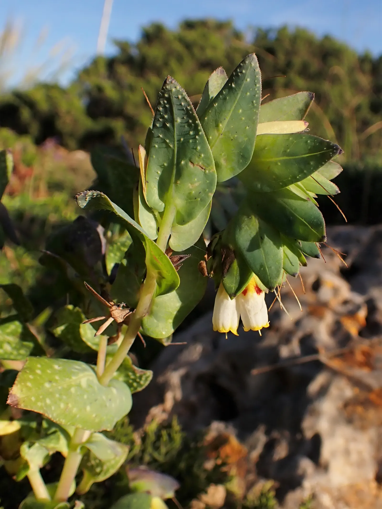 Honeywort, Shrimp Plant (Cerinthe Major) — Honeywort is drought-tolerant, thrives in full sun to part shade, and prefers well-drained soil