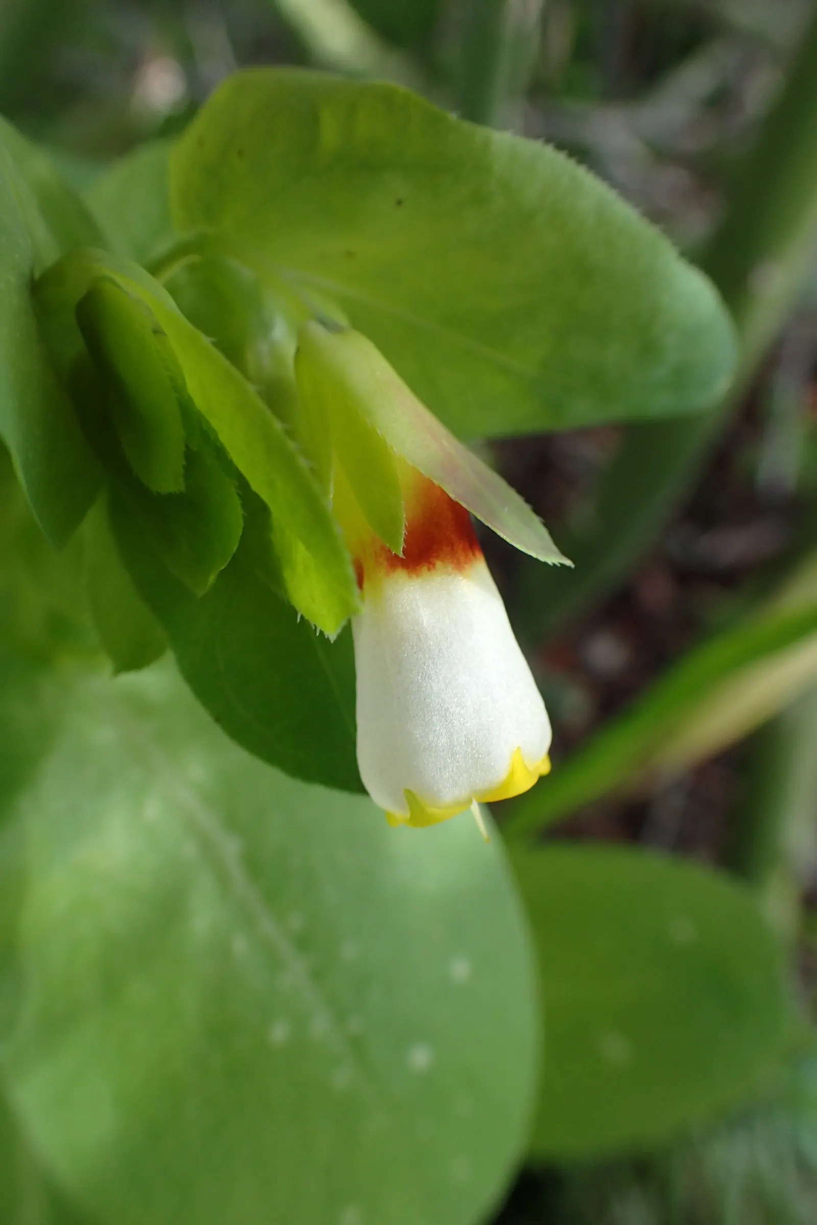 Honeywort, Shrimp Plant (Cerinthe Major) — but benefits from regular watering during extended dry periods