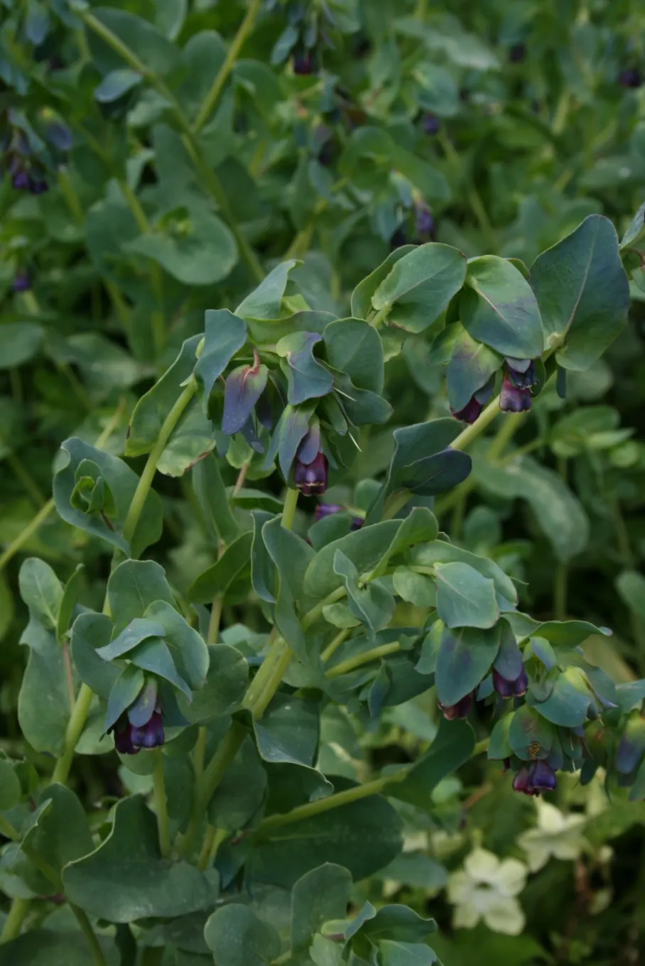 Honeywort, Shrimp Plant (Cerinthe Major) — reminiscent of tiny shrimp; enhancing both biodiversity and beauty.<br><br>Whether utilized as part of a mixed border