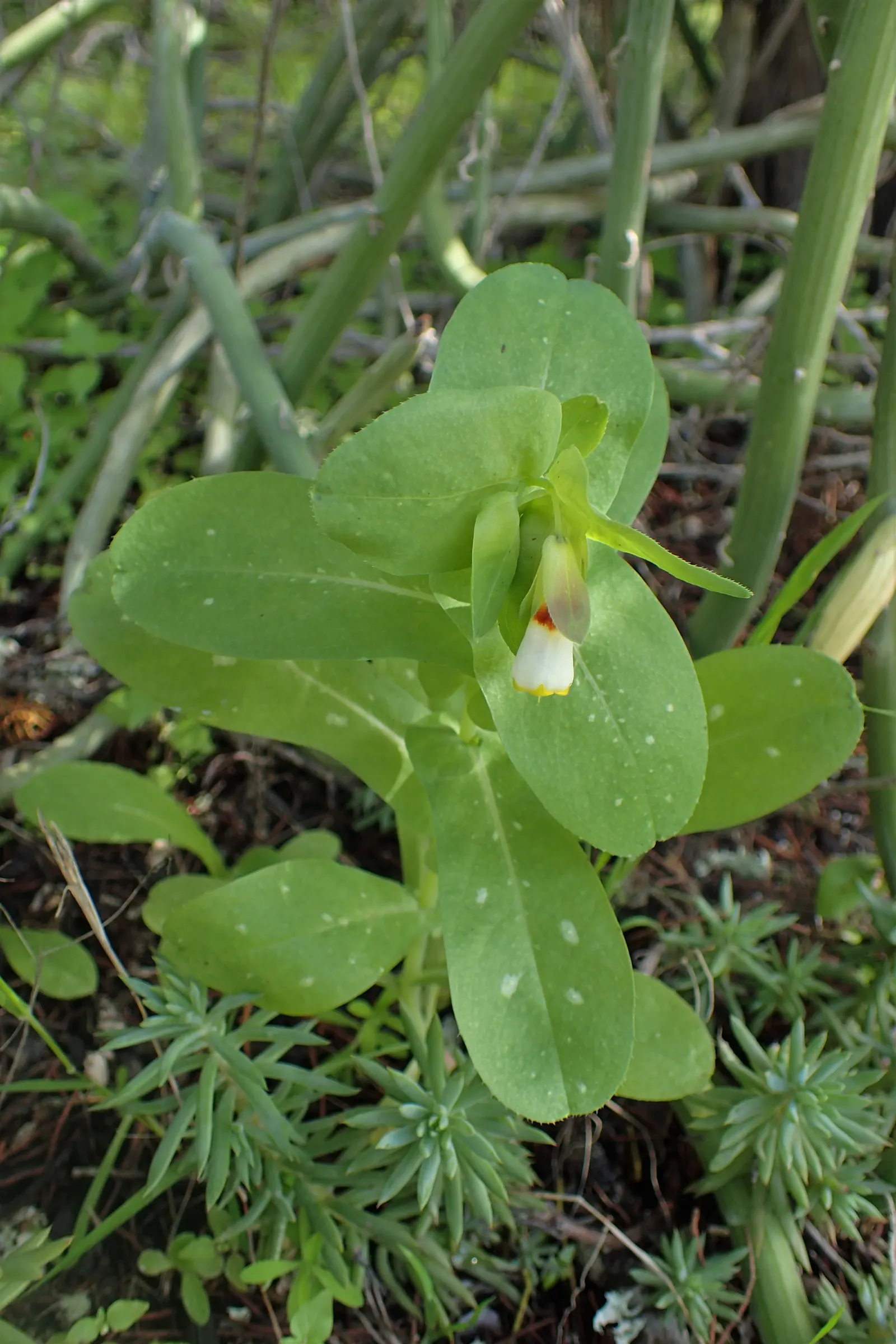 Honeywort, Shrimp Plant (Cerinthe Major) — that can lend an exotic touch to any landscape design; honeywort is drought-tolerant, thrives in full, image 58
