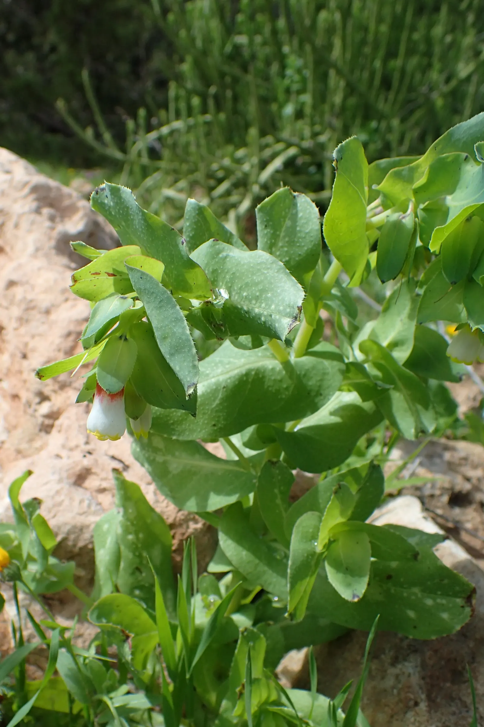 Honeywort, Shrimp Plant (Cerinthe Major) — is an exceptionally unique and captivating annual or tender perennial; an accent in a container garden