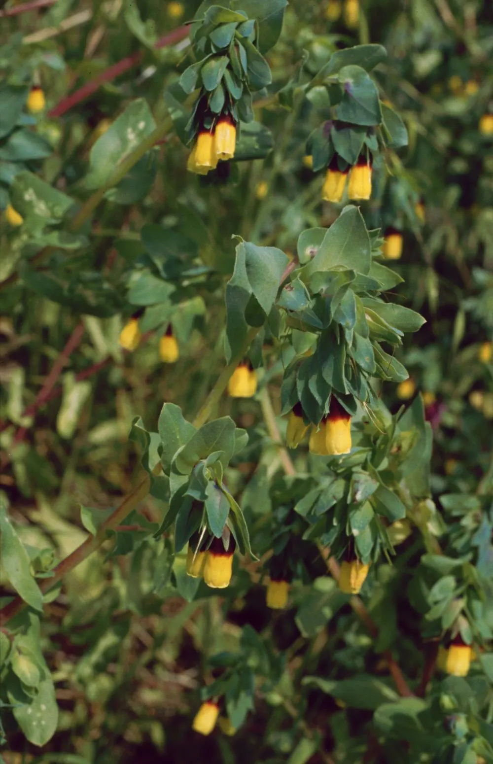 Honeywort, Shrimp Plant (Cerinthe Major) — Originating from the Mediterranean; this plant has a gracefully arching habit and can reach a height of, image 59