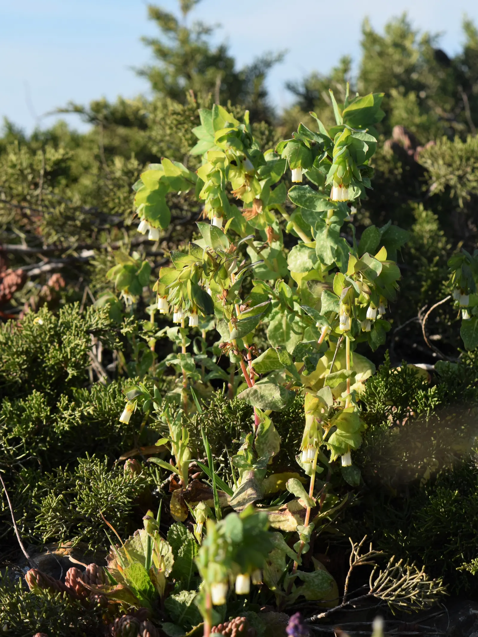 Honeywort, Shrimp Plant (Cerinthe Major) — annual for full or half