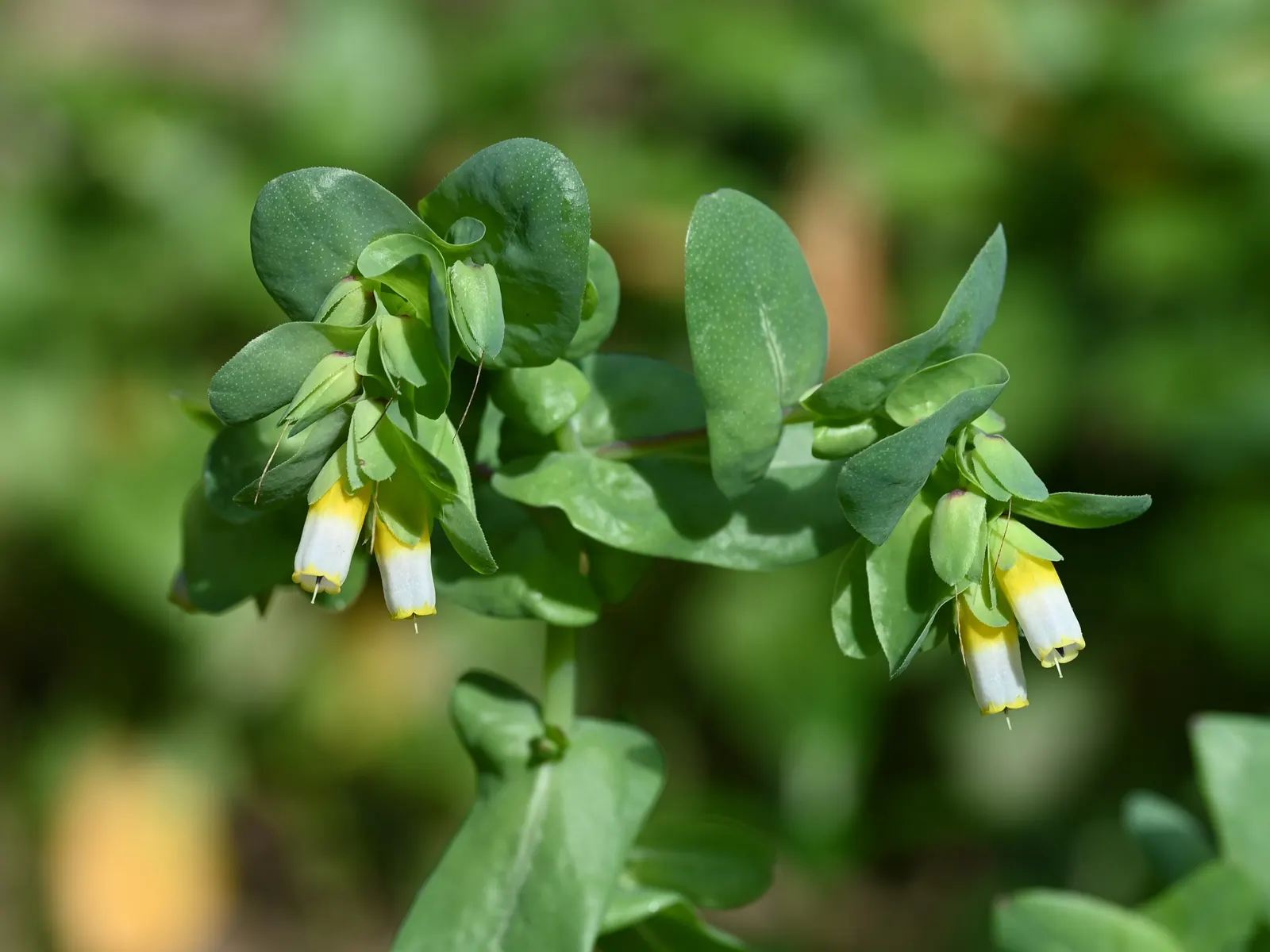 Honeywort, Shrimp Plant (Cerinthe Major) — are a metallic blue or purplish color with a tinge of yellow around the edges, image 38