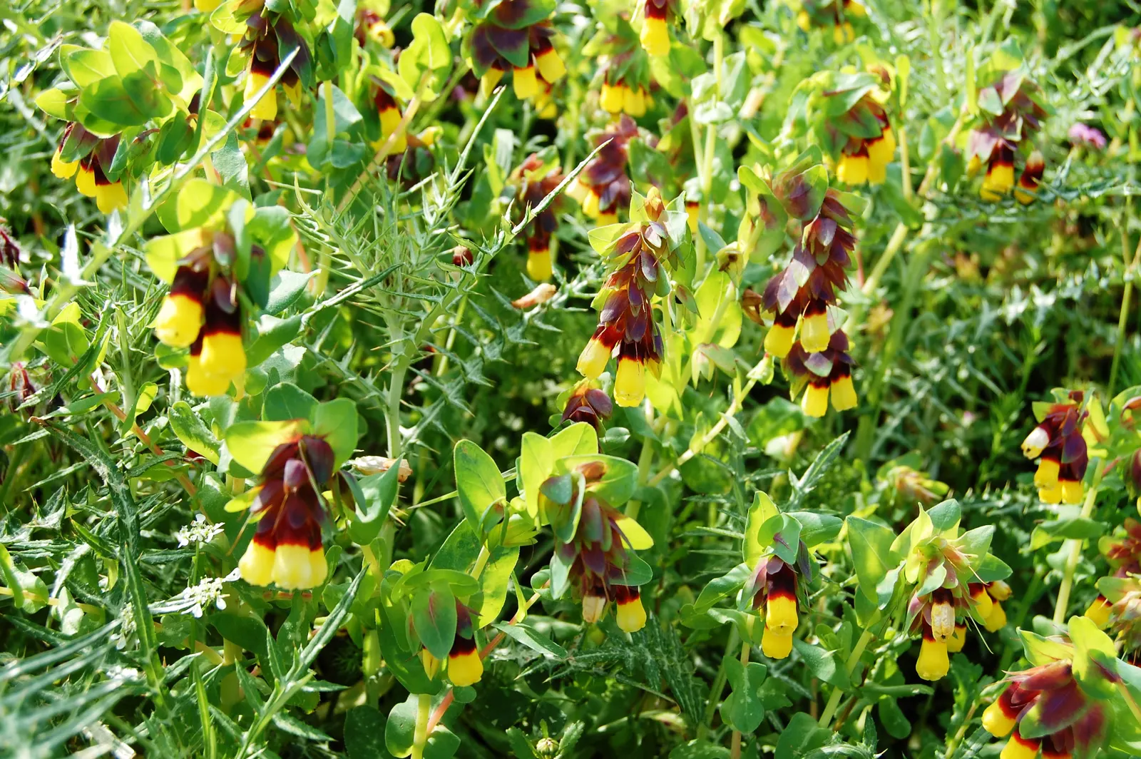 Honeywort, Shrimp Plant (Cerinthe Major) — or featured in a pollinator-friendly landscape