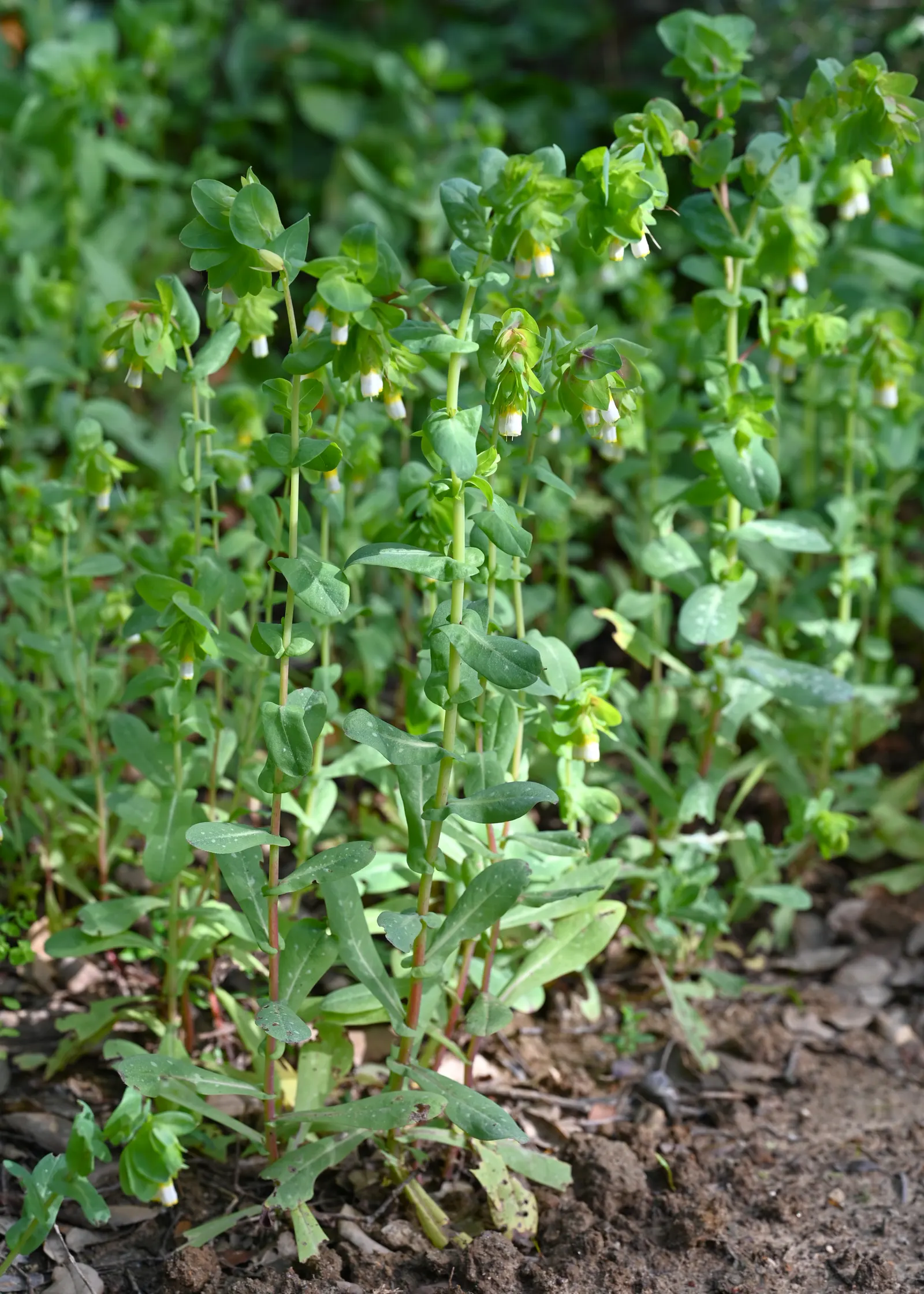 Honeywort, Shrimp Plant (Cerinthe Major) — creating a lovely backdrop for the striking