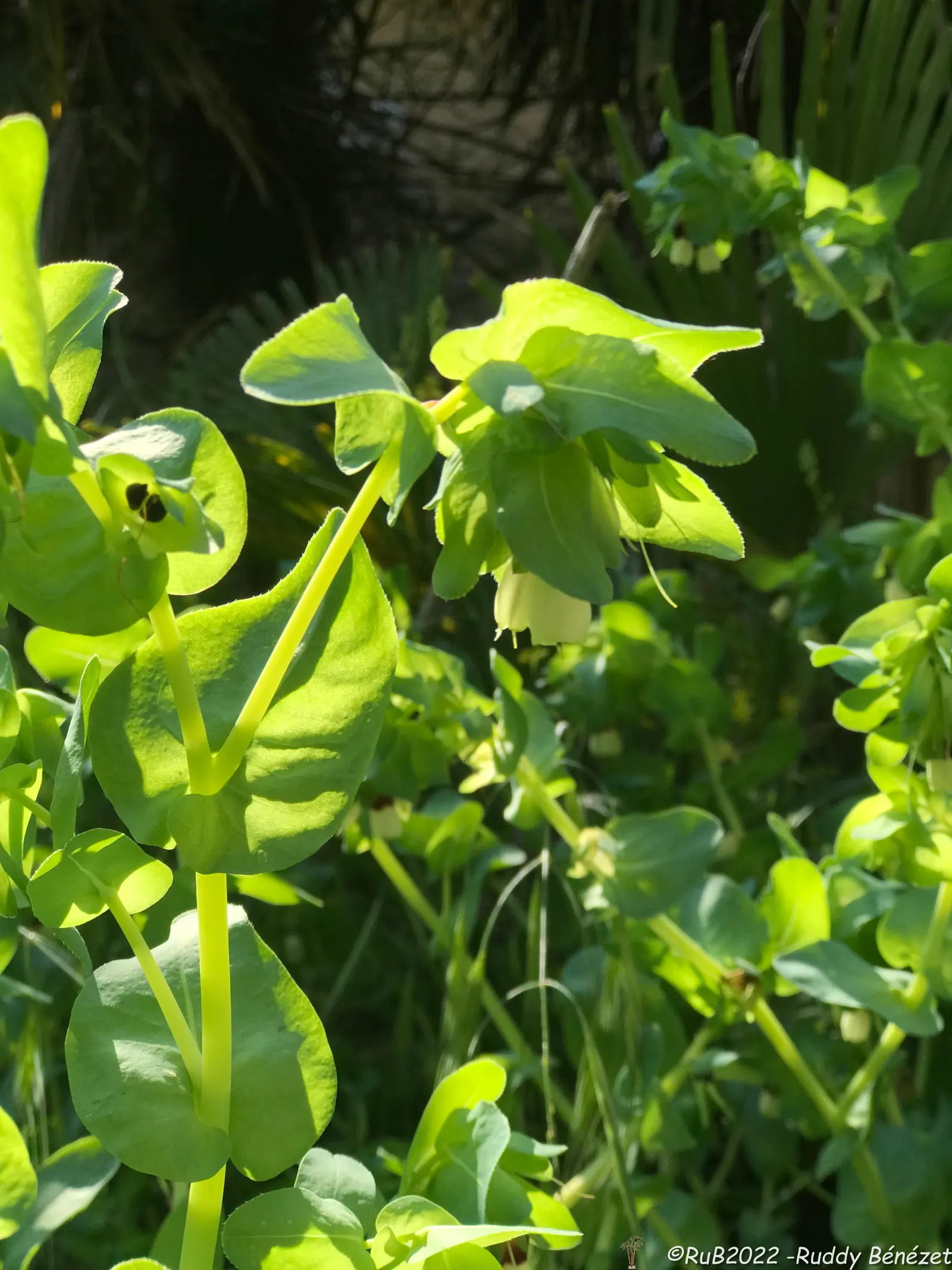 Honeywort, Shrimp Plant (Cerinthe Major) — commonly referred to as Shrimp Plant or by its botanical name Cerinthe major