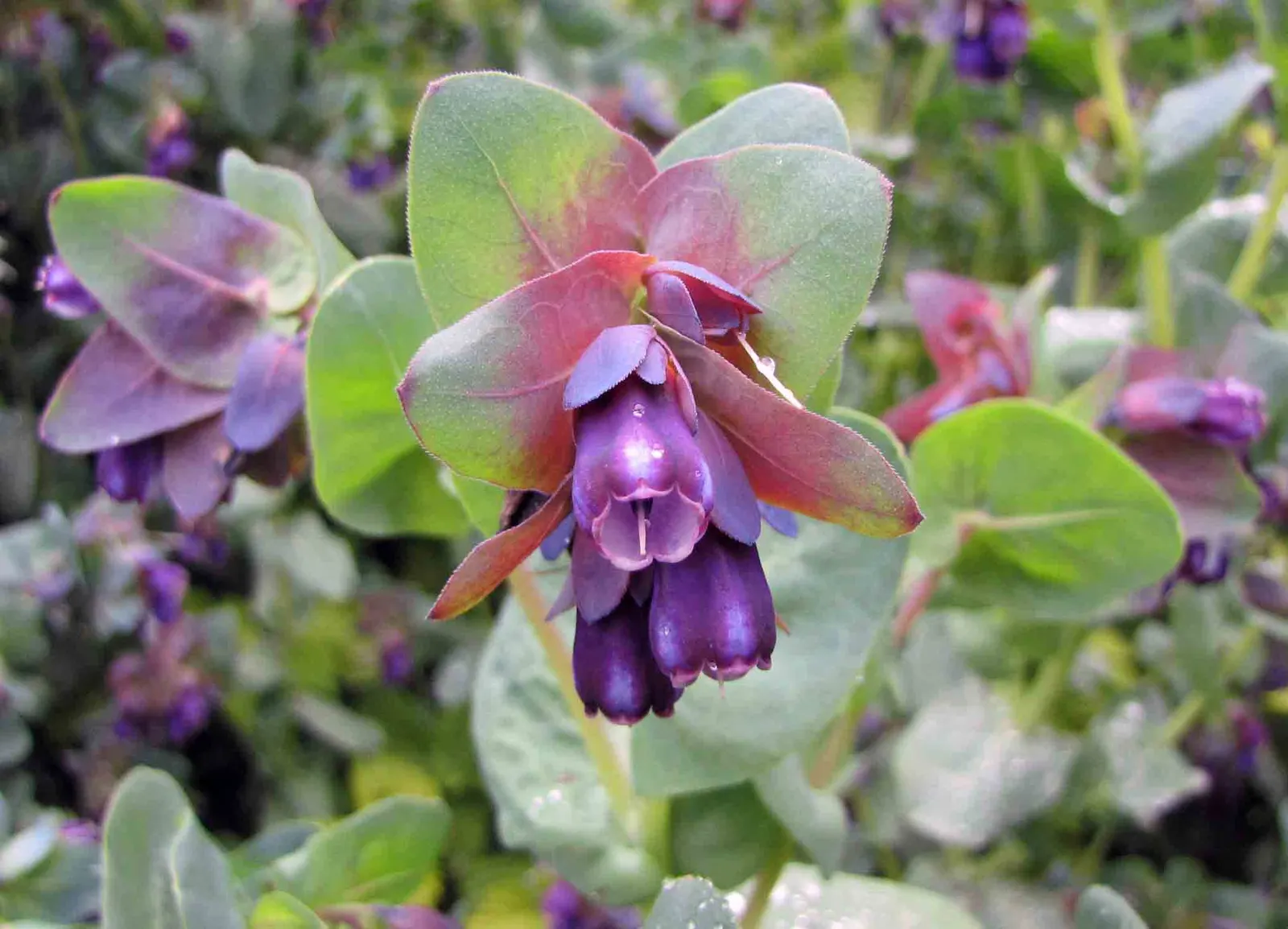Honeywort, Shrimp Plant (Cerinthe Major) — is an exceptionally unique and captivating annual or tender perennial; an accent in a container garden, image 57