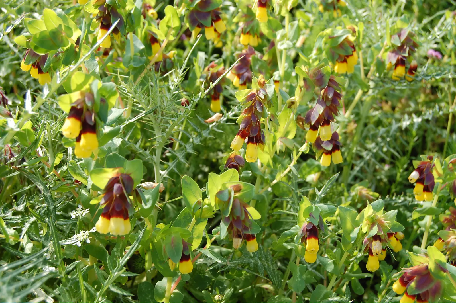 Honeywort, Shrimp Plant (Cerinthe Major) — enhancing both biodiversity and beauty.<br><br>Whether utilized as part of a mixed border