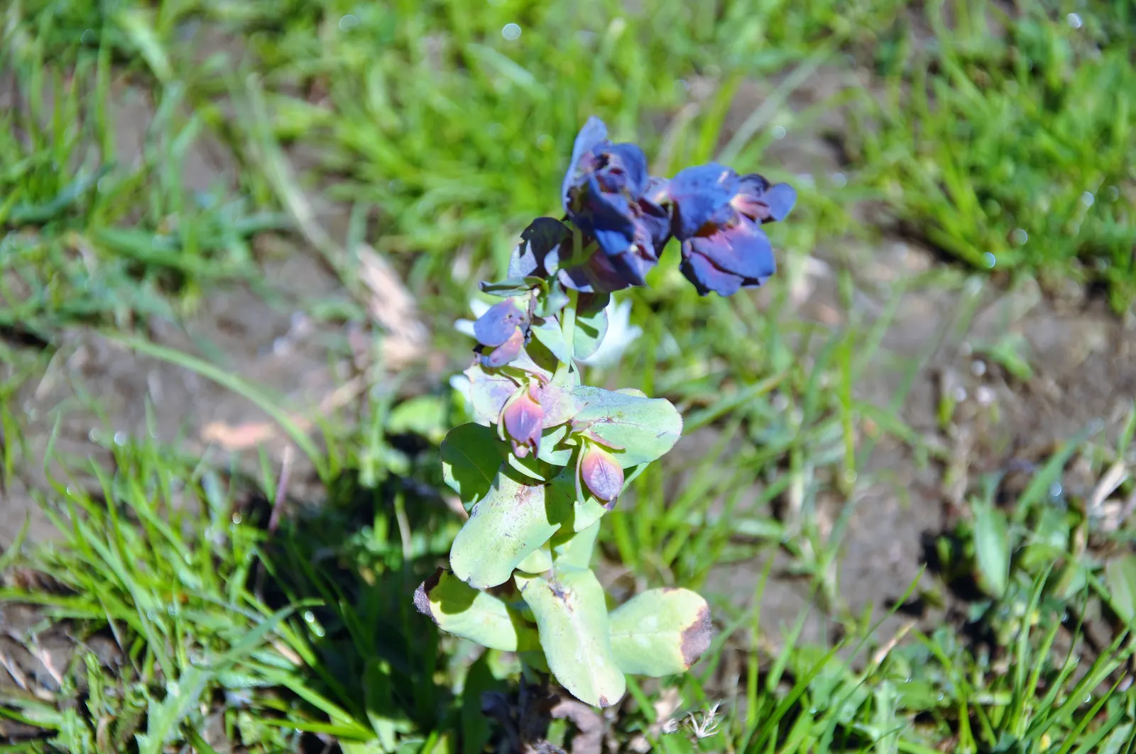 Honeywort, Shrimp Plant (Cerinthe Major) — creating a lovely backdrop for the striking; annual with blue and purple blooms