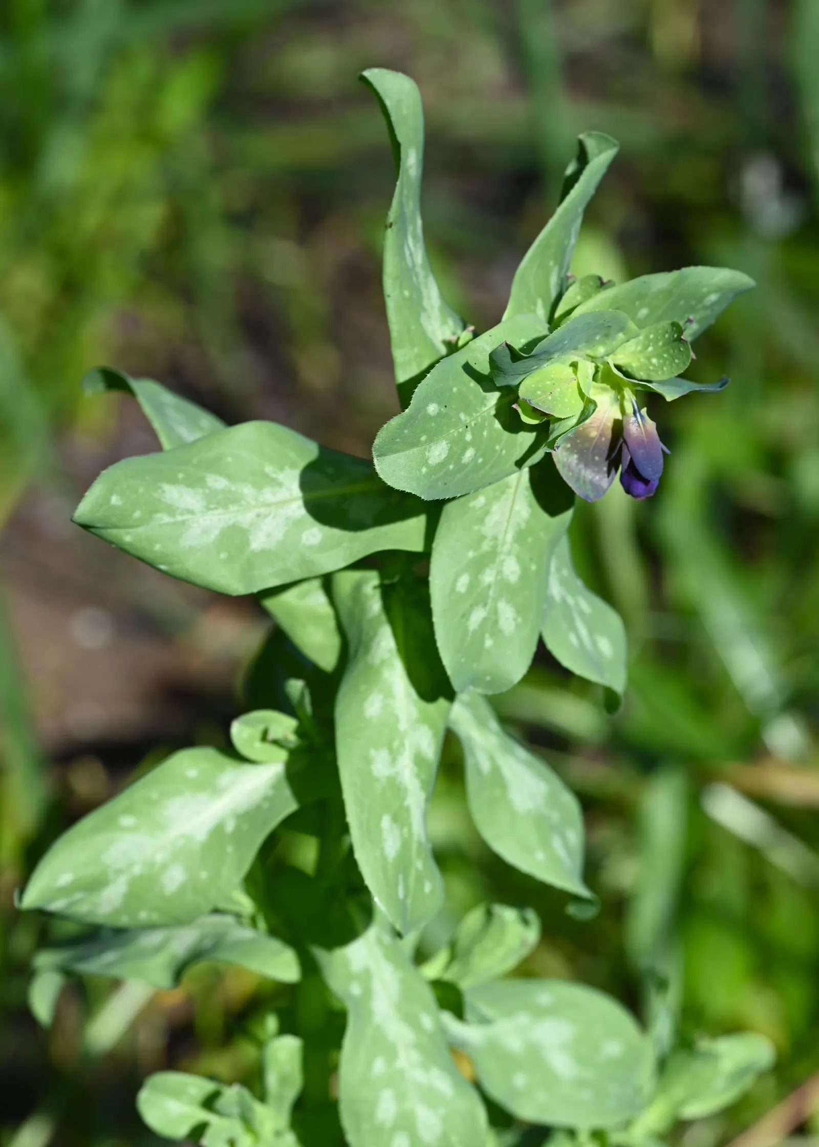 Honeywort, Shrimp Plant (Cerinthe Major) — appearing in late spring to early fall