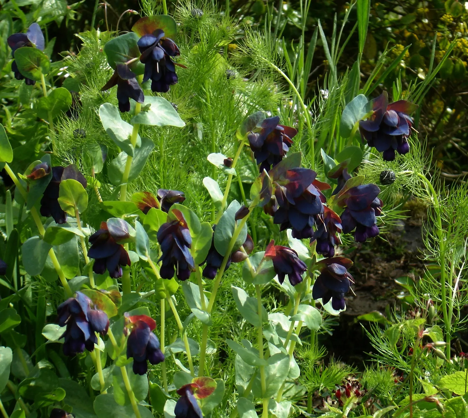 Honeywort, Shrimp Plant (Cerinthe Major) — but benefits from regular watering during extended dry periods; originating from the Mediterranean