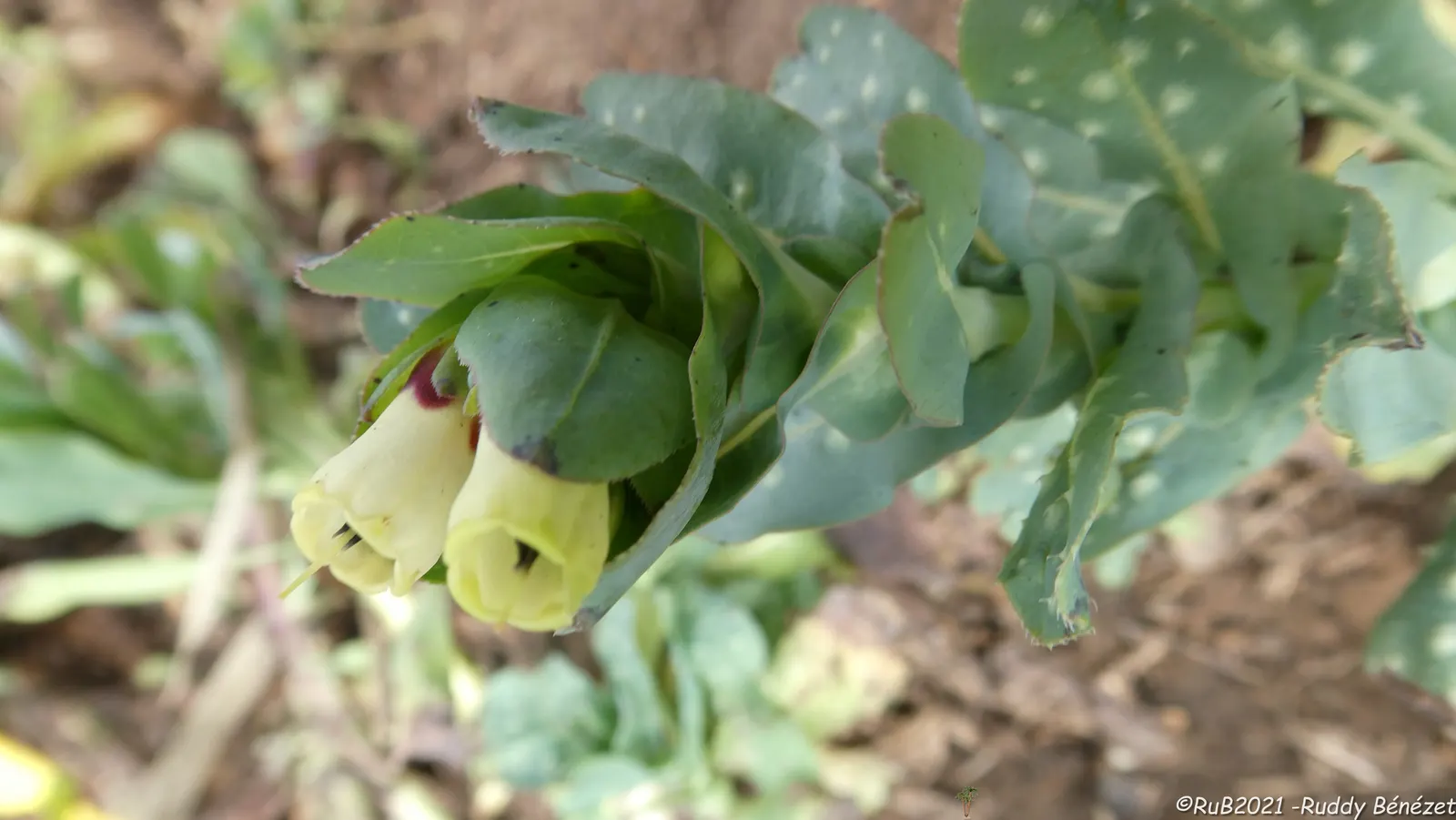 Honeywort, Shrimp Plant (Cerinthe Major) — Its striking blue-purple, tubular flowers and bluish-green foliage create a unique, cascading effect