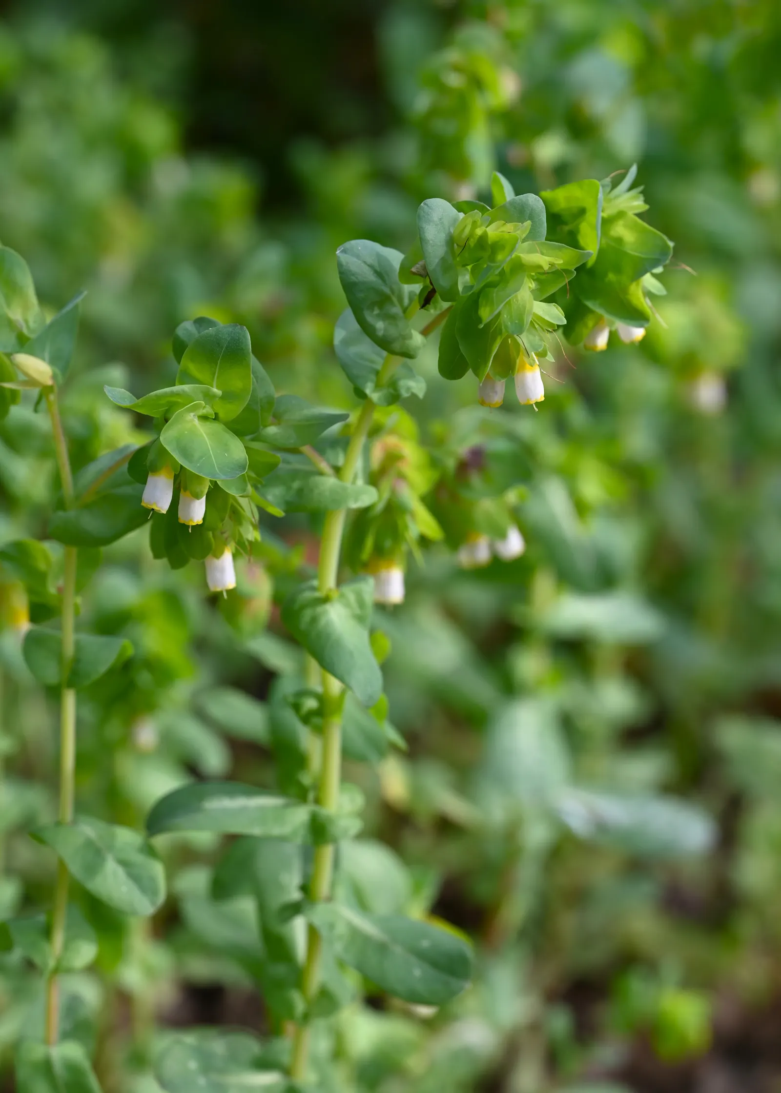 Honeywort, Shrimp Plant (Cerinthe Major) — the Honeywort can be a captivating addition