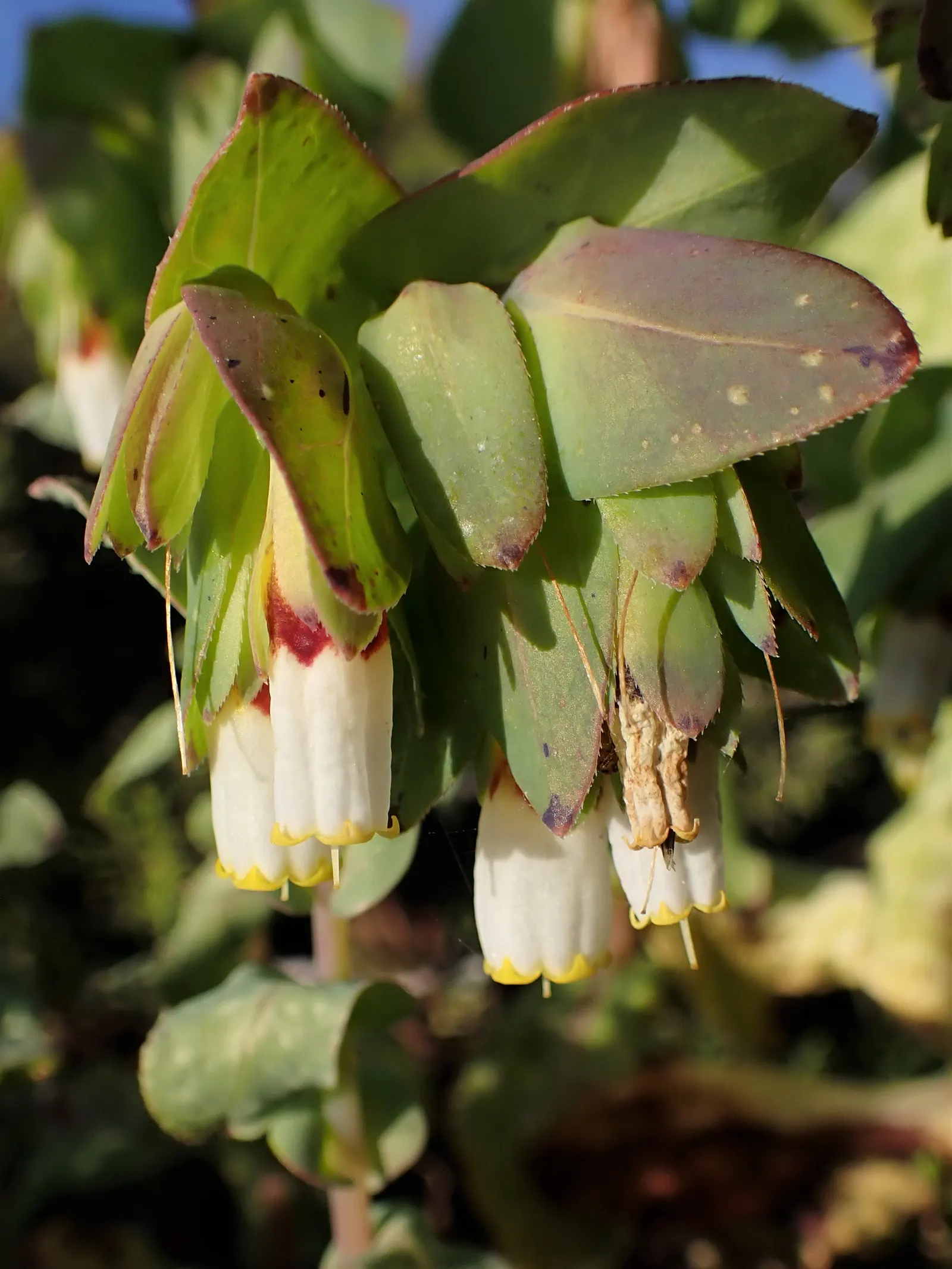 Honeywort, Shrimp Plant (Cerinthe Major) — attracting bees and other pollinators to the garden