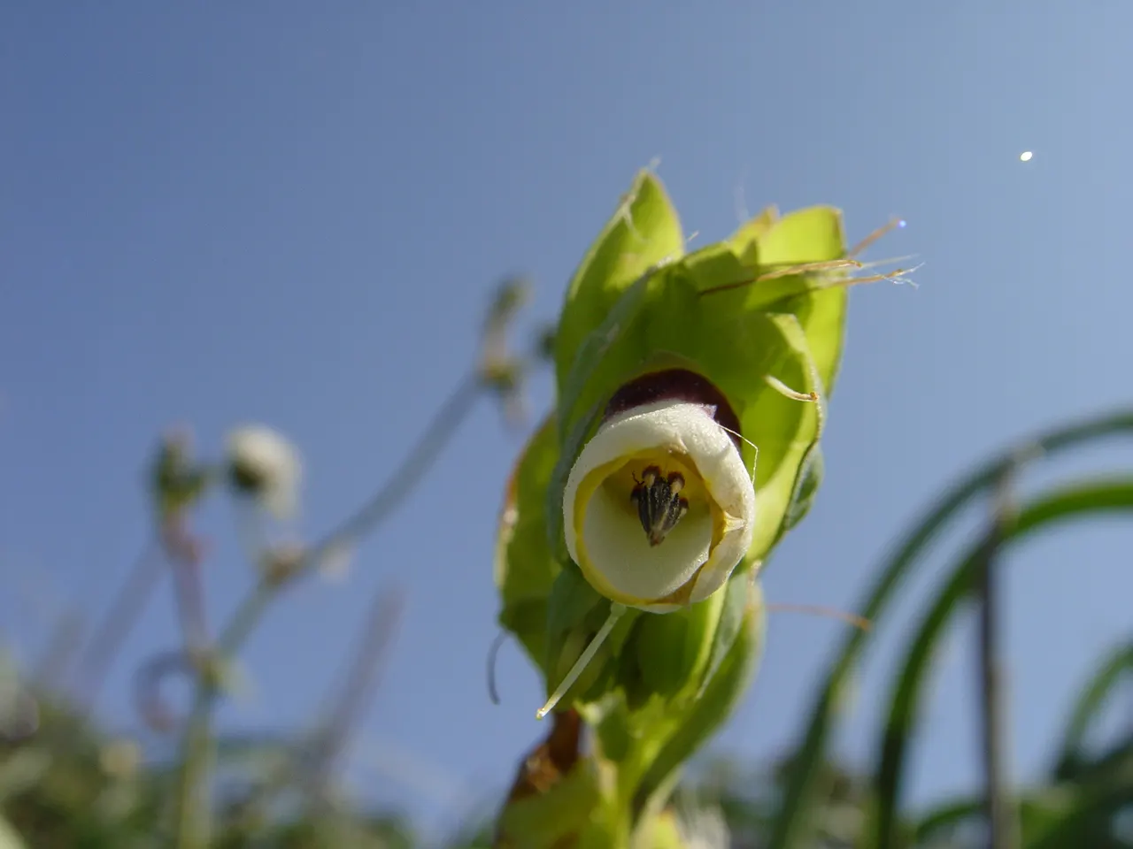 Honeywort, Shrimp Plant (Cerinthe Major) — annual for full or half; or featured in a pollinator-friendly landscape