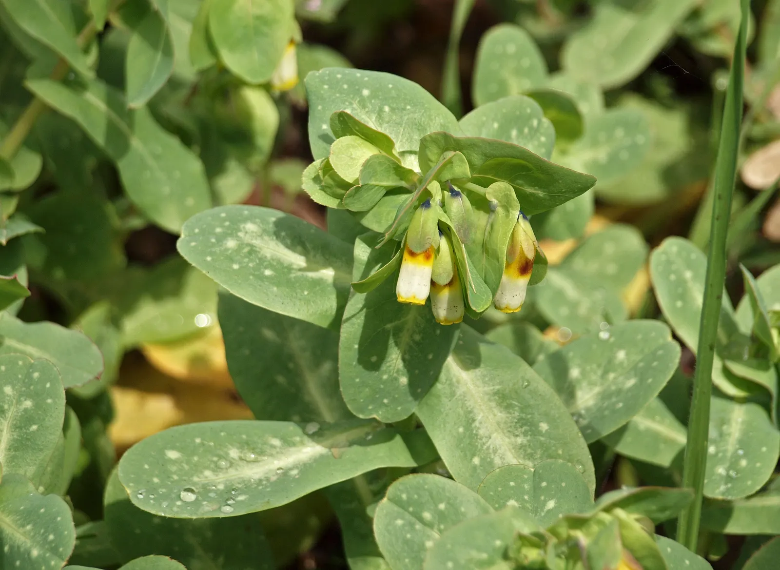 Honeywort, Shrimp Plant (Cerinthe Major) — annual with blue and purple blooms; this plant is moderately drought-tolerant once established