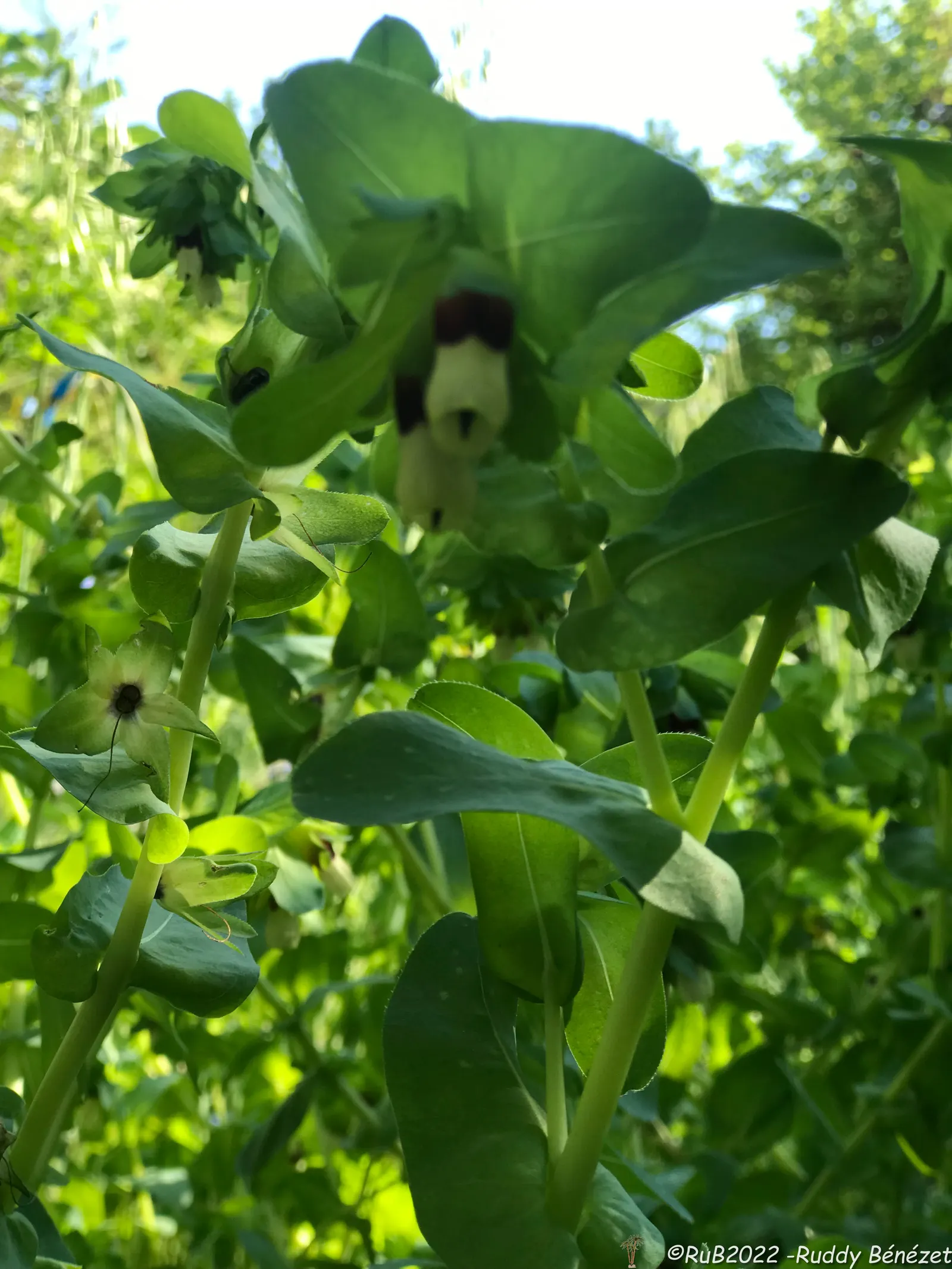 Honeywort, Shrimp Plant (Cerinthe Major) — For landscape designers and gardeners alike; but benefits from regular watering during extended dry periods
