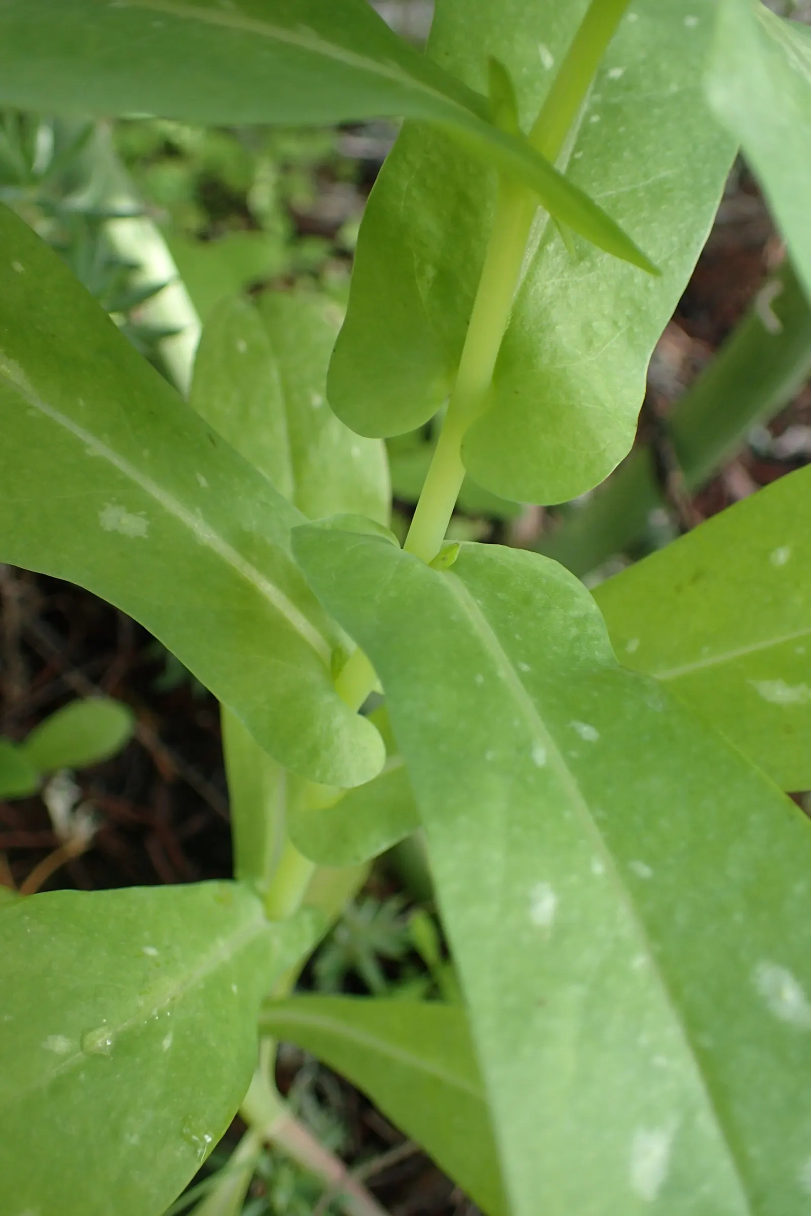 Honeywort, Shrimp Plant (Cerinthe Major) — appearing in late spring to early fall; commonly referred to as Shrimp Plant or by its botanical name Cerinthe major