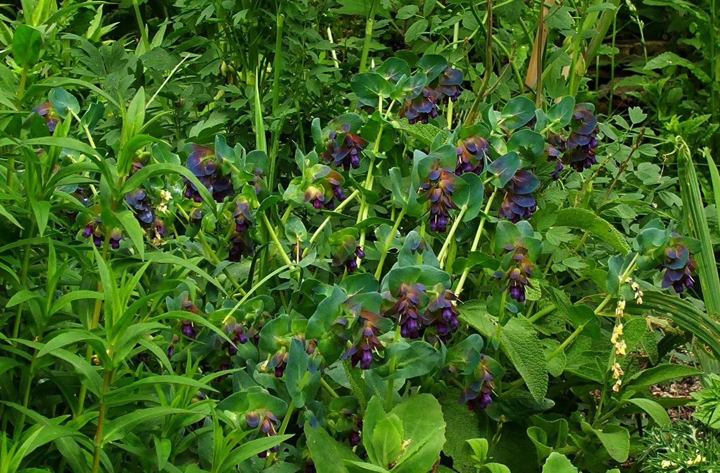 Honeywort, Shrimp Plant (Cerinthe Major) — Cerinthe major, or Honeywort, is a captivating annual reaching 18-24 inches tall