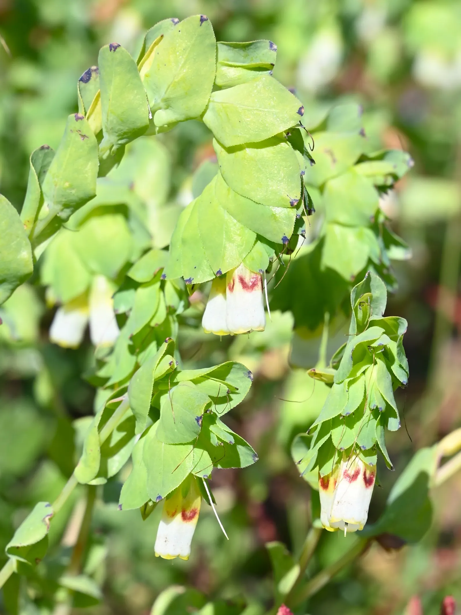Honeywort, Shrimp Plant (Cerinthe Major) — Originating from the Mediterranean; this plant has a gracefully arching habit and can reach a height of 18 to 24