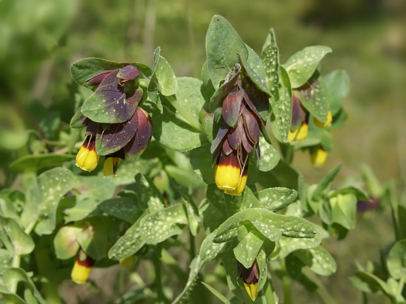 Honeywort, Shrimp Plant (Cerinthe Major) — For landscape designers and gardeners alike