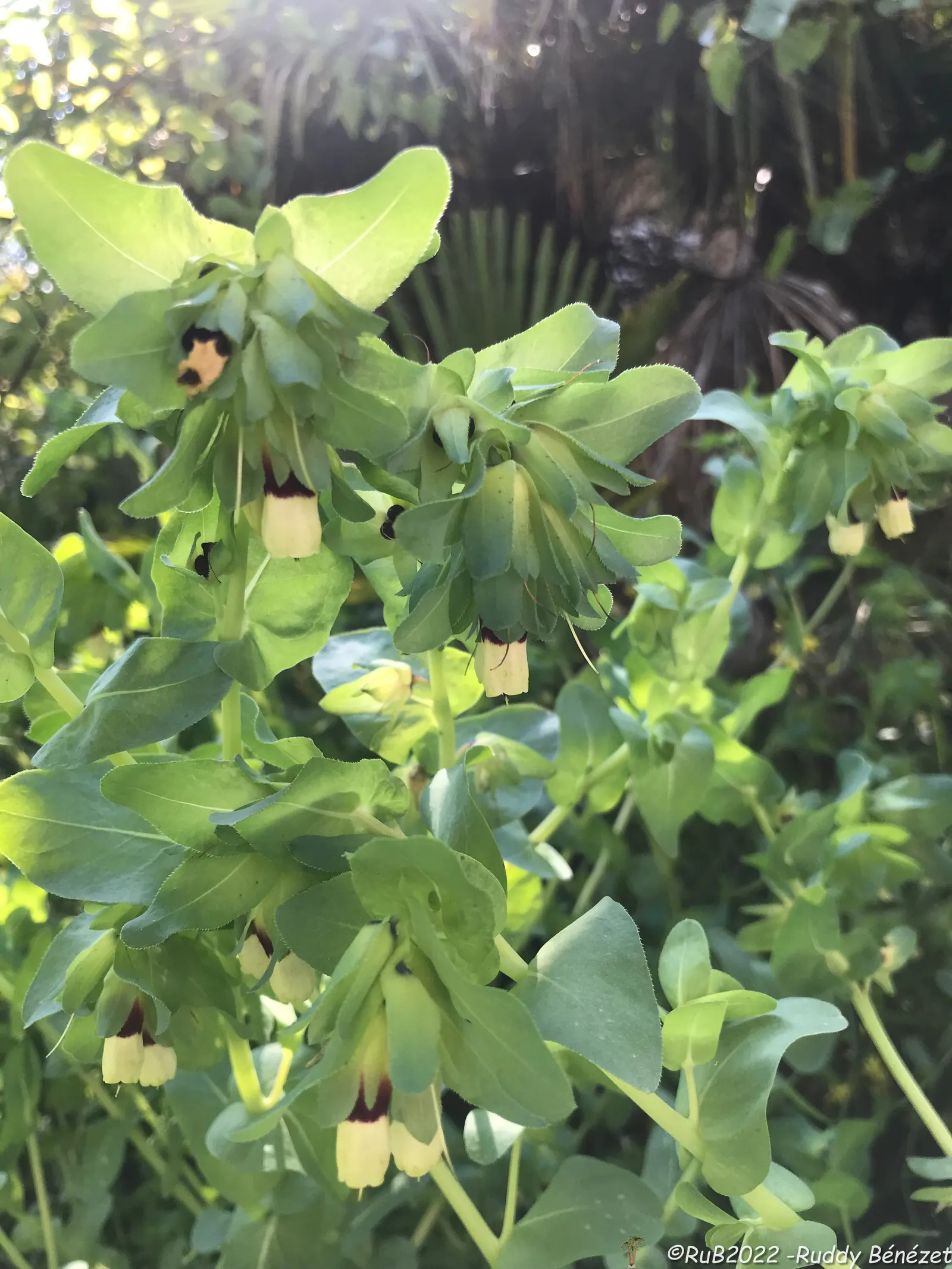 Honeywort, Shrimp Plant (Cerinthe Major) — Ideal for borders and containers, it adds a touch of Mediterranean charm to any landscape design; is an, image 55