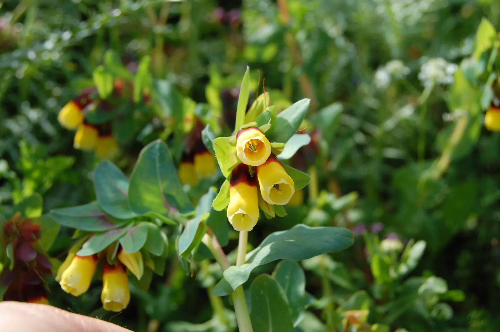 Honeywort, Shrimp Plant (Cerinthe Major) — this plant has a gracefully arching habit and can reach a height of 18 to 24 inches with a similar spread; for