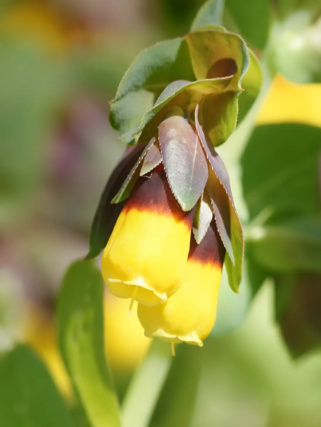 Honeywort, Shrimp Plant (Cerinthe Major) — this plant has a gracefully arching habit and can reach a height of 18 to 24 inches with a similar spread