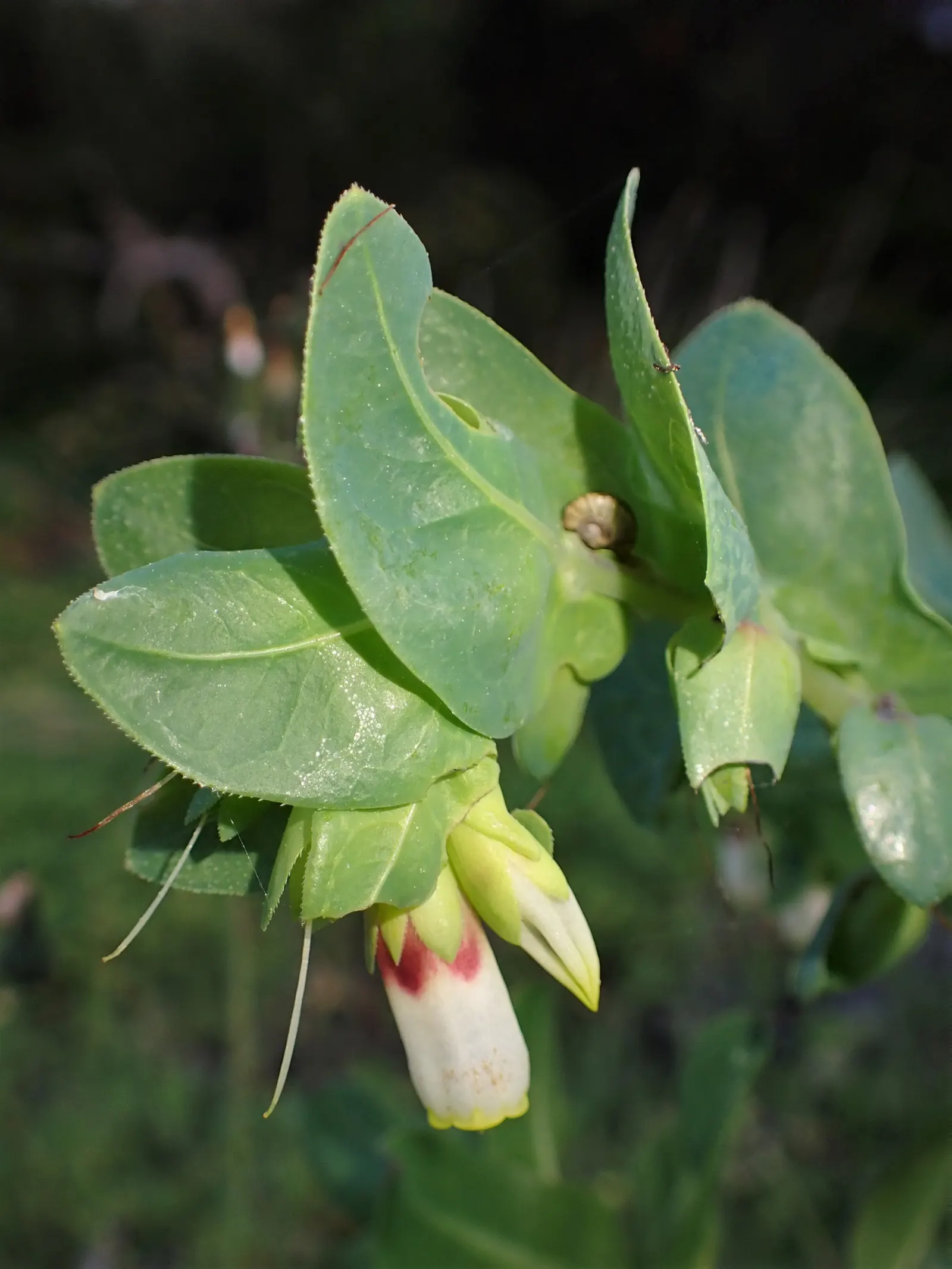 Honeywort, Shrimp Plant (Cerinthe Major) — Its striking blue-purple, tubular flowers and bluish-green foliage create a unique, cascading effect; creating a