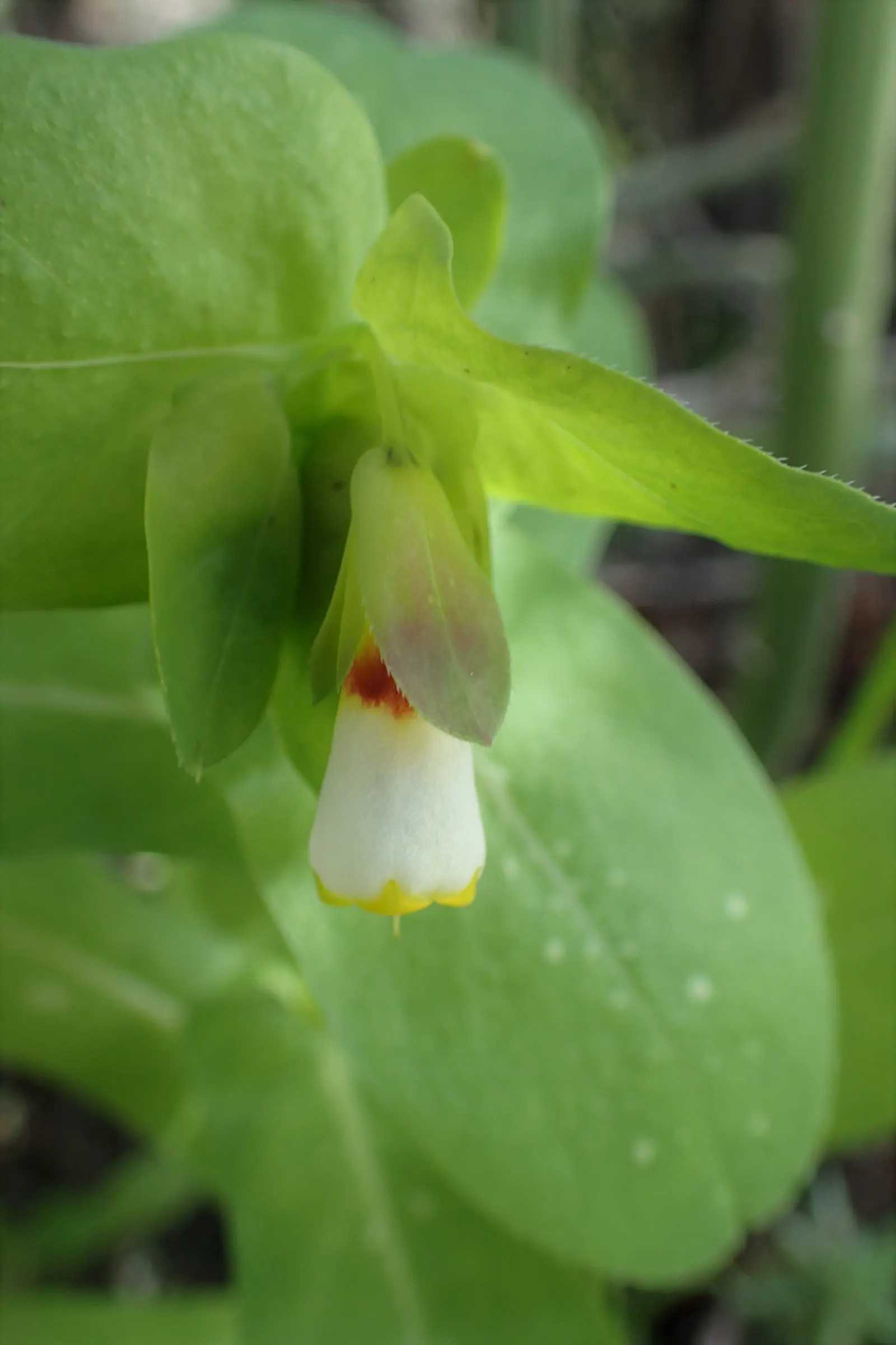 Honeywort, Shrimp Plant (Cerinthe Major) — is an exceptionally unique and captivating annual or tender perennial