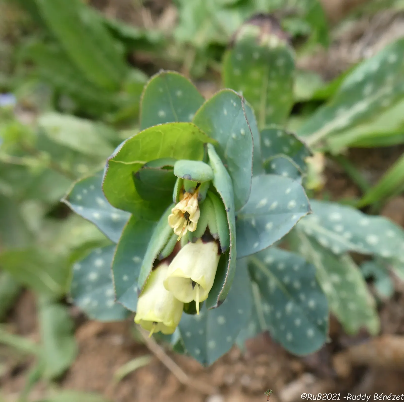 Honeywort, Shrimp Plant (Cerinthe Major) — commonly referred to as Shrimp Plant or by its botanical name Cerinthe major; reminiscent of tiny shrimp, image 56