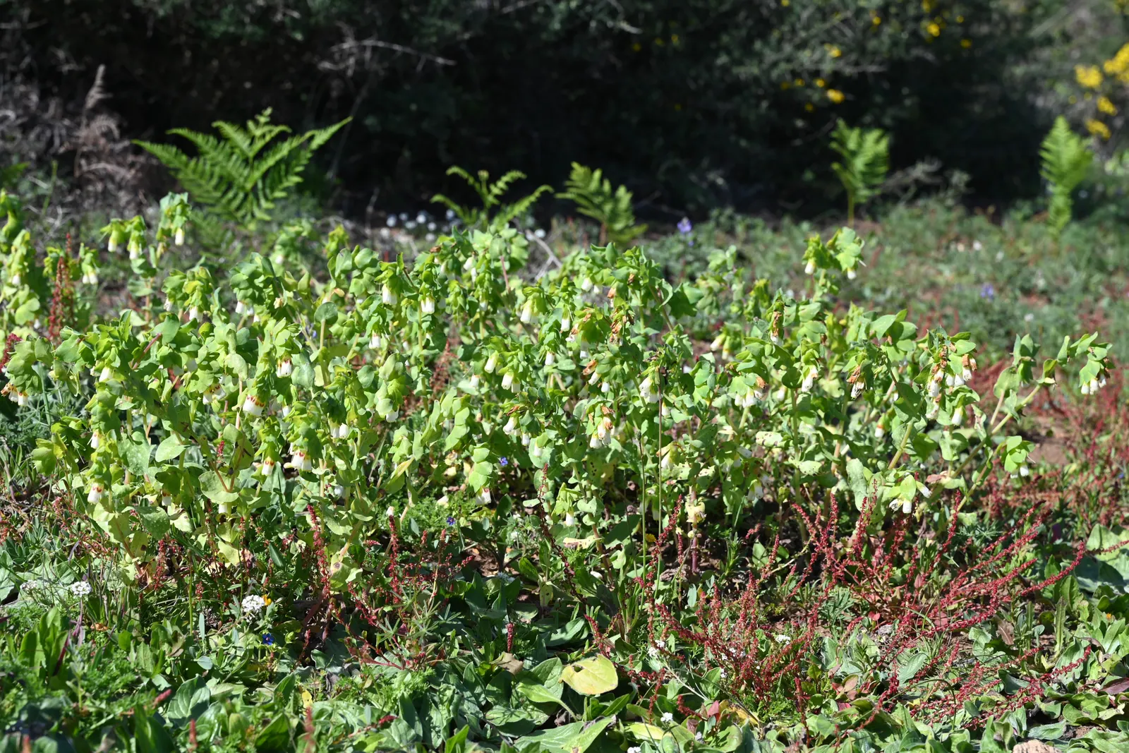 Honeywort, Shrimp Plant (Cerinthe Major) — This plant is moderately drought-tolerant once established; its striking blue-purple, tubular flowers and