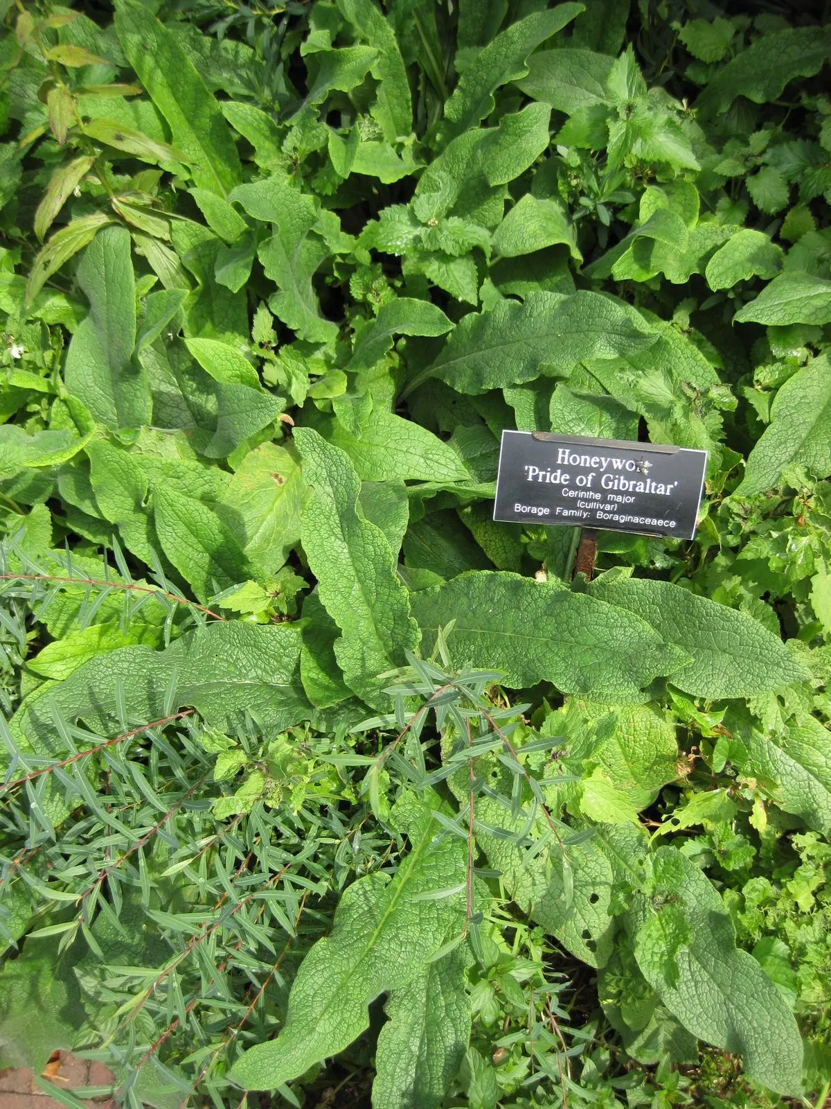 Honeywort, Shrimp Plant (Cerinthe Major) — enhancing both biodiversity and beauty.<br><br>Whether utilized as part of a mixed border; appearing in late spring